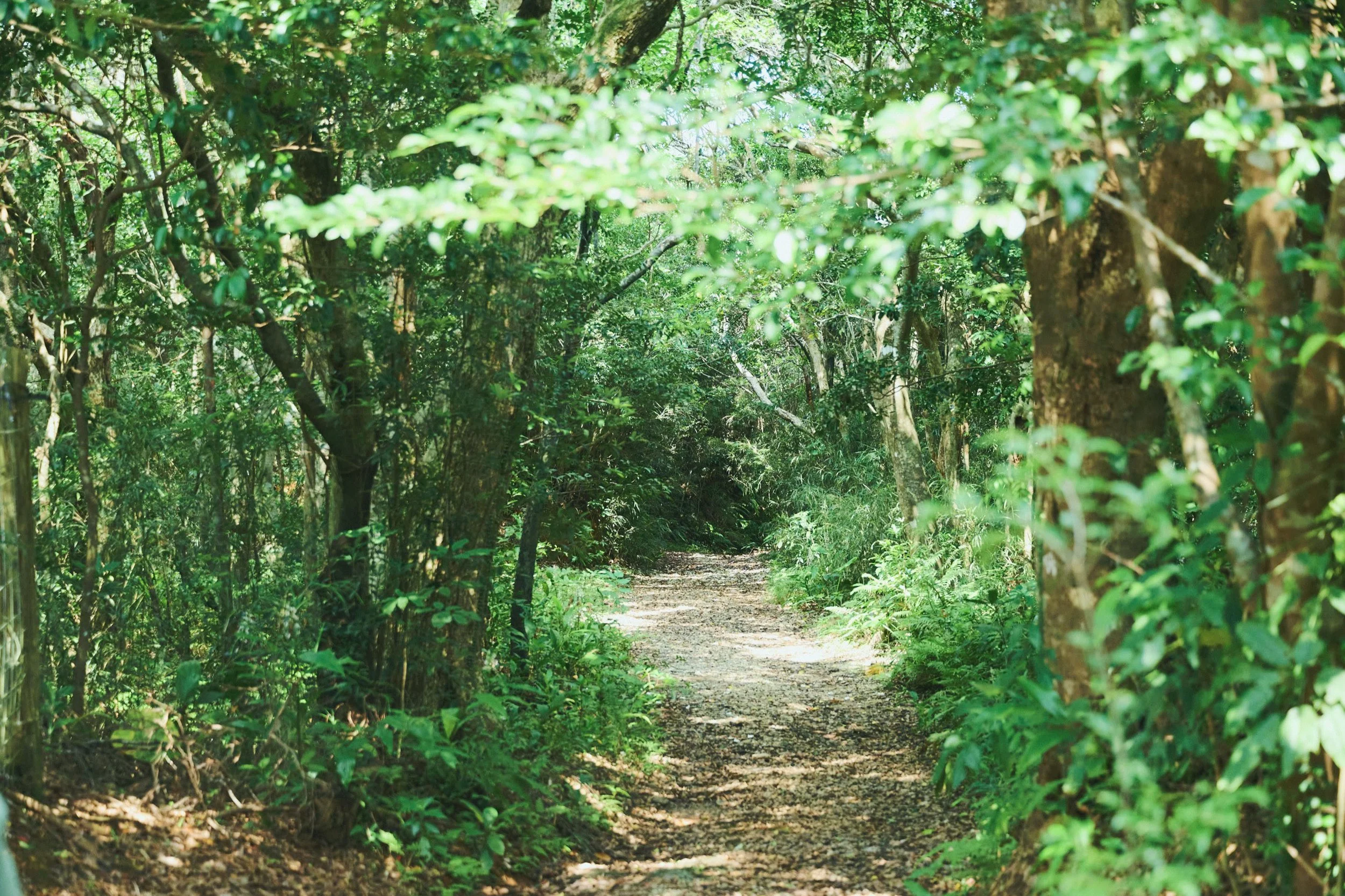 4-JP-47-ADVE-02_OKINAWA_YanbaruGuidedNatureTrek_2560px_241.jpg