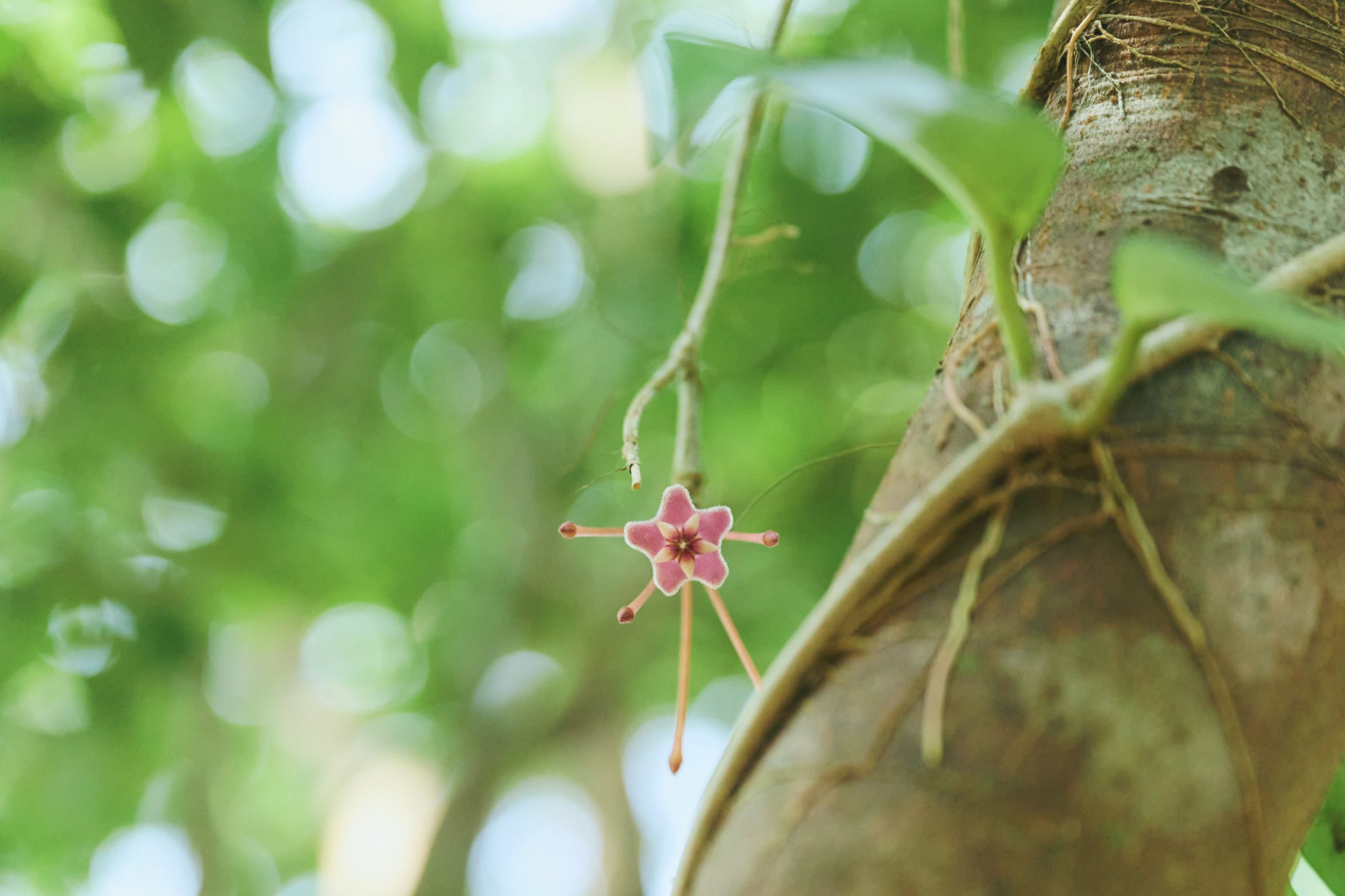 5-JP-47-ADVE-02_OKINAWA_YanbaruGuidedNatureTrek_2560px_237.jpg