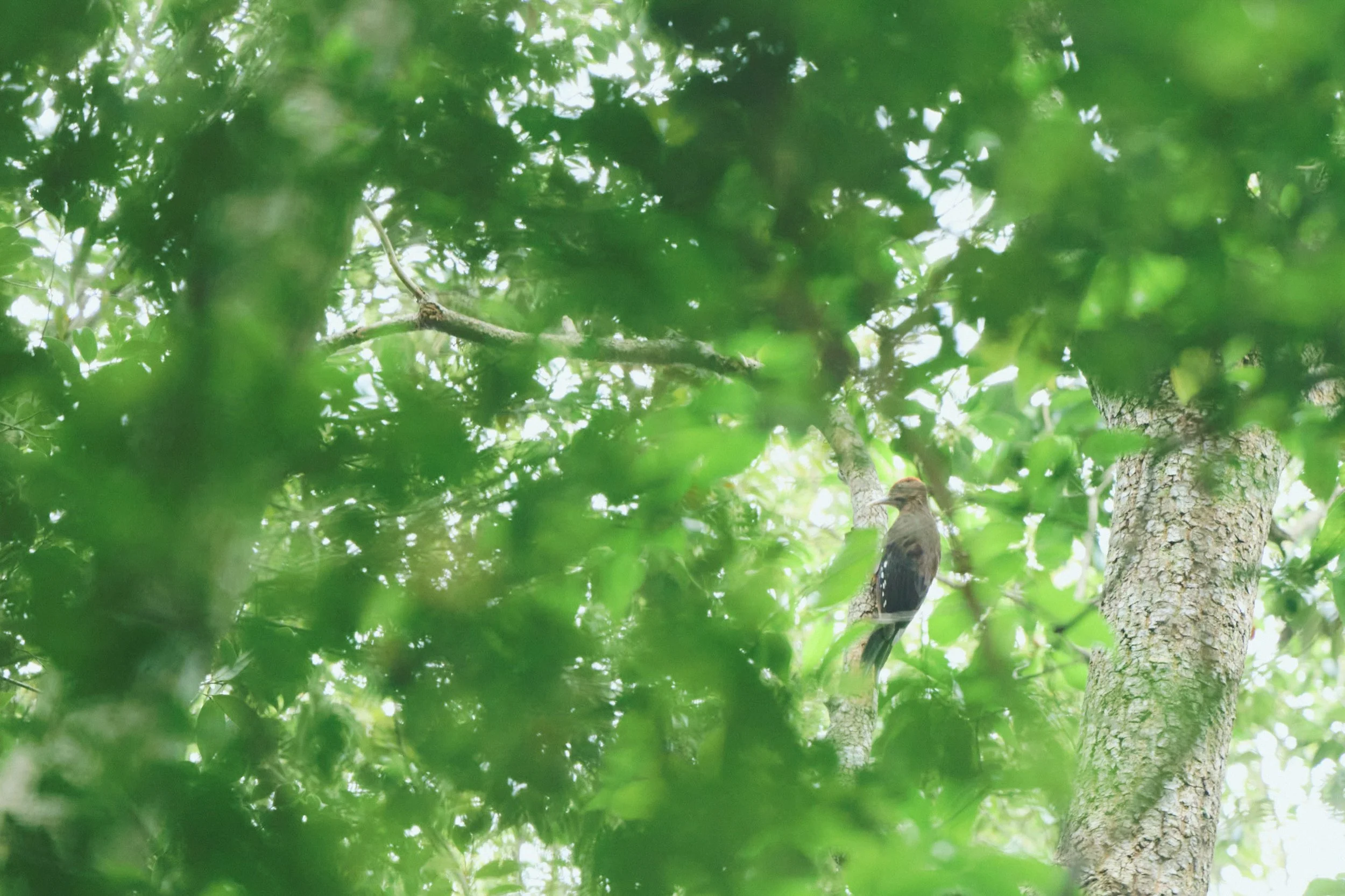 7-JP-47-ADVE-02_OKINAWA_YanbaruGuidedNatureTrek_2560px_220.jpg
