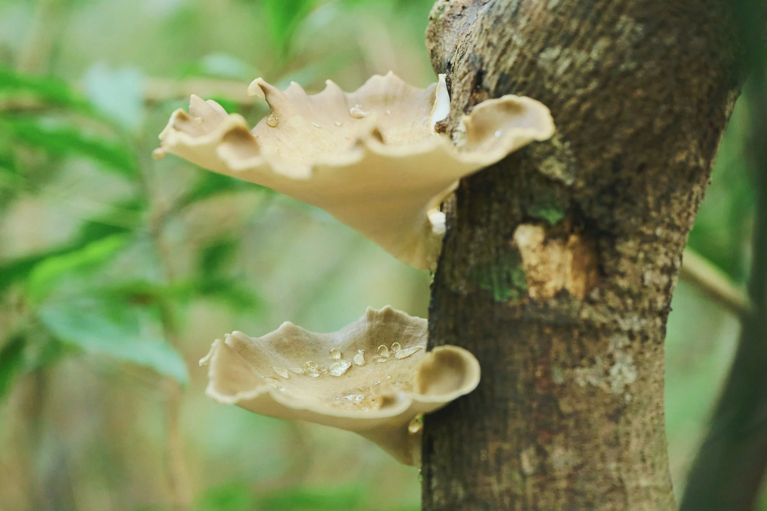 8-JP-47-ADVE-02_OKINAWA_YanbaruGuidedNatureTrek_2560px_218.jpg