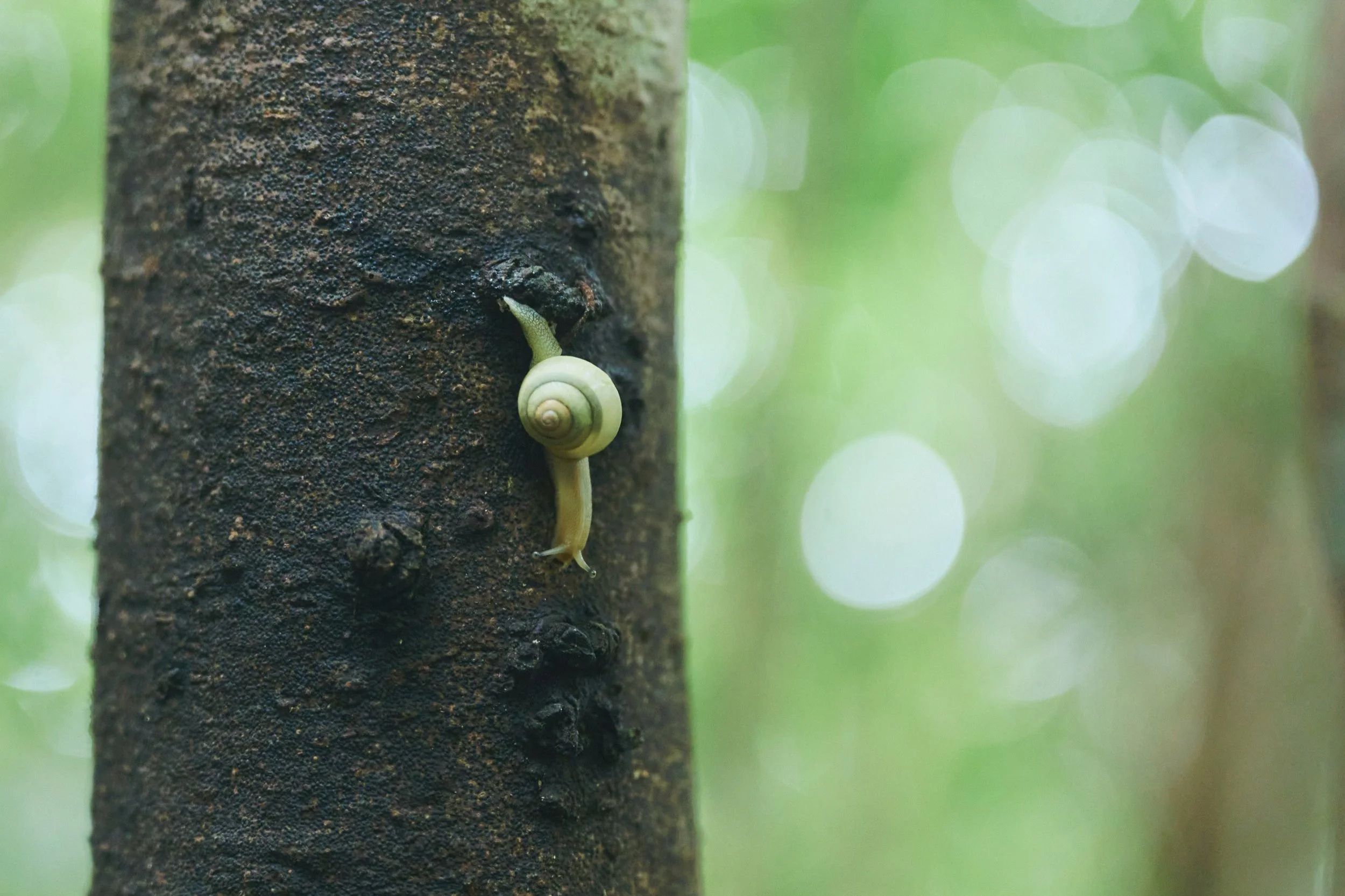 9-JP-47-ADVE-02_OKINAWA_YanbaruGuidedNatureTrek_2560px_214.jpg