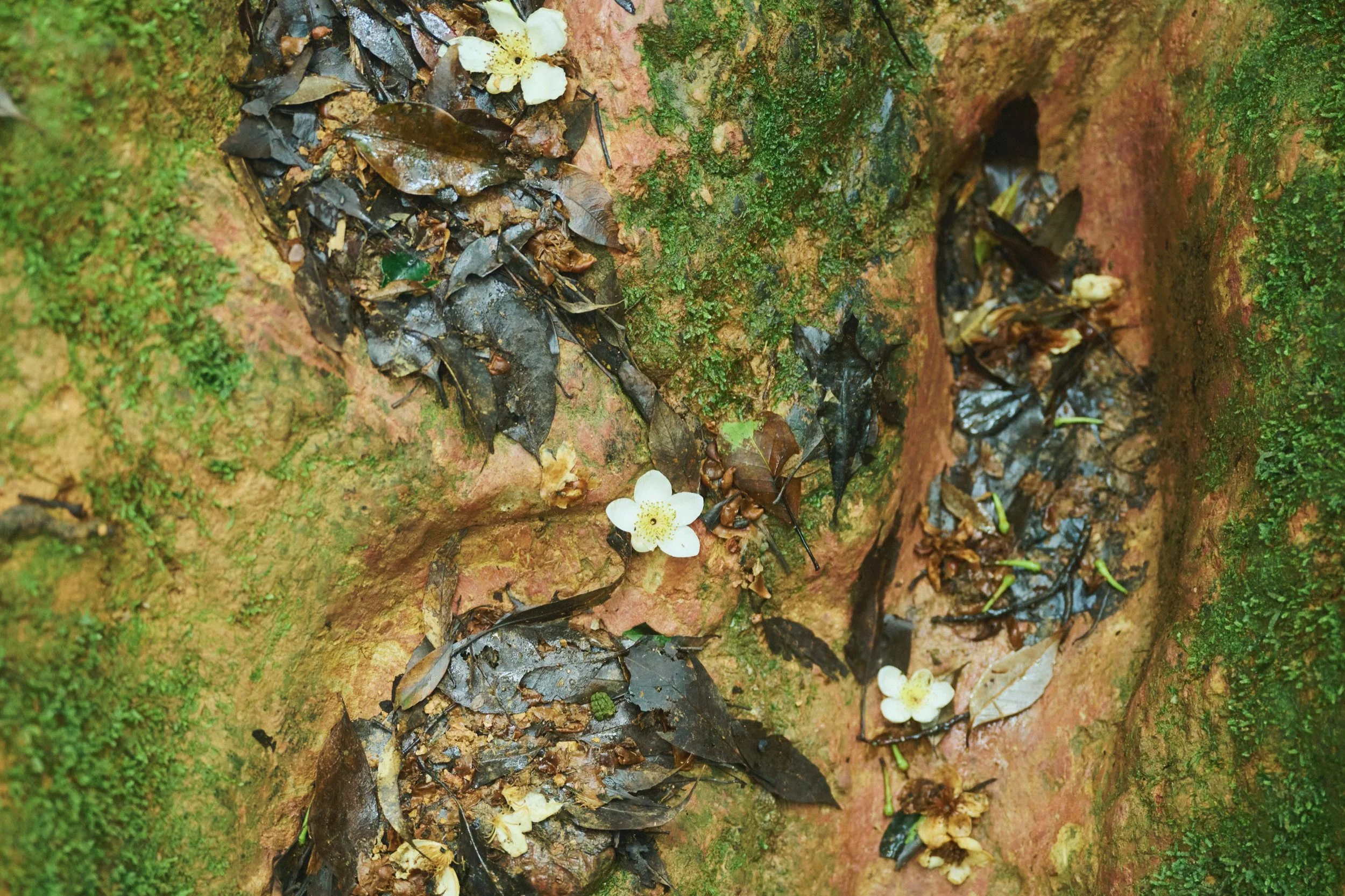 11-JP-47-ADVE-02_OKINAWA_YanbaruGuidedNatureTrek_2560px_206.jpg
