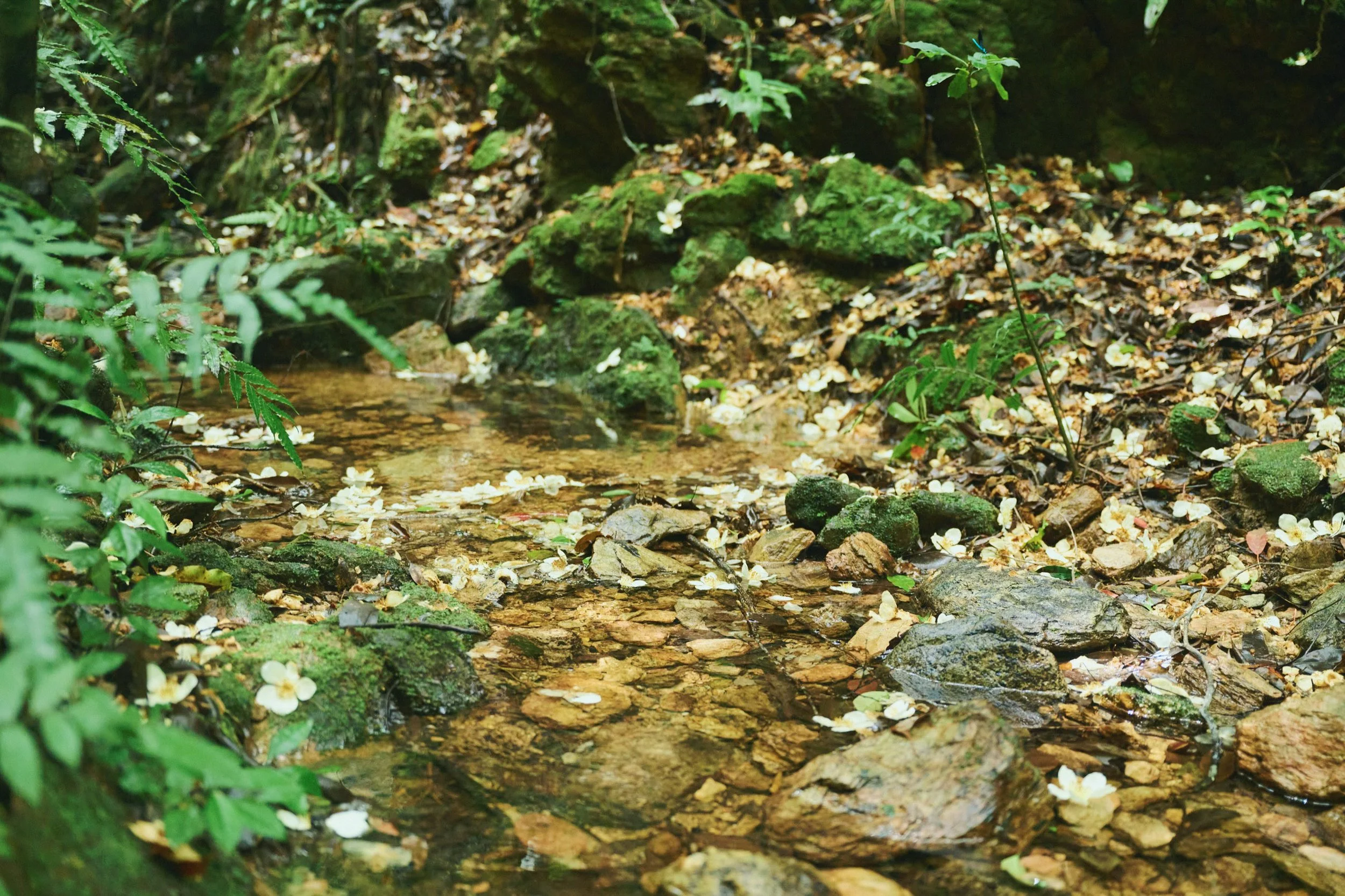 13-JP-47-ADVE-02_OKINAWA_YanbaruGuidedNatureTrek_2560px_190.jpg