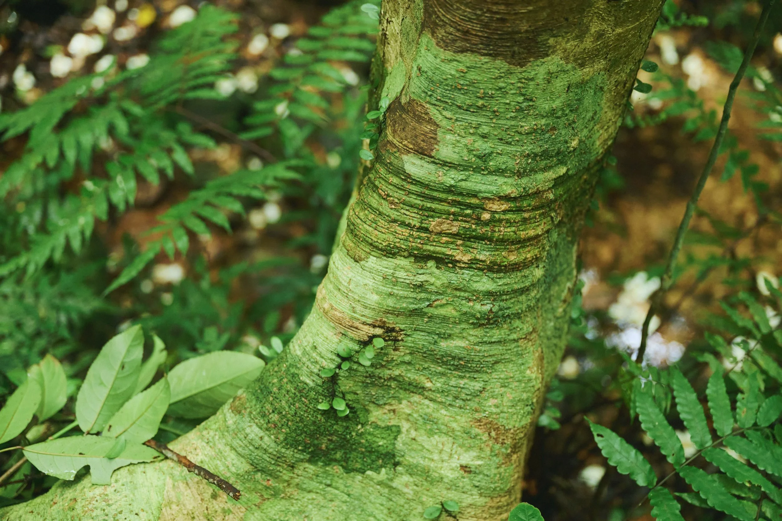 14-JP-47-ADVE-02_OKINAWA_YanbaruGuidedNatureTrek_2560px_187.jpg