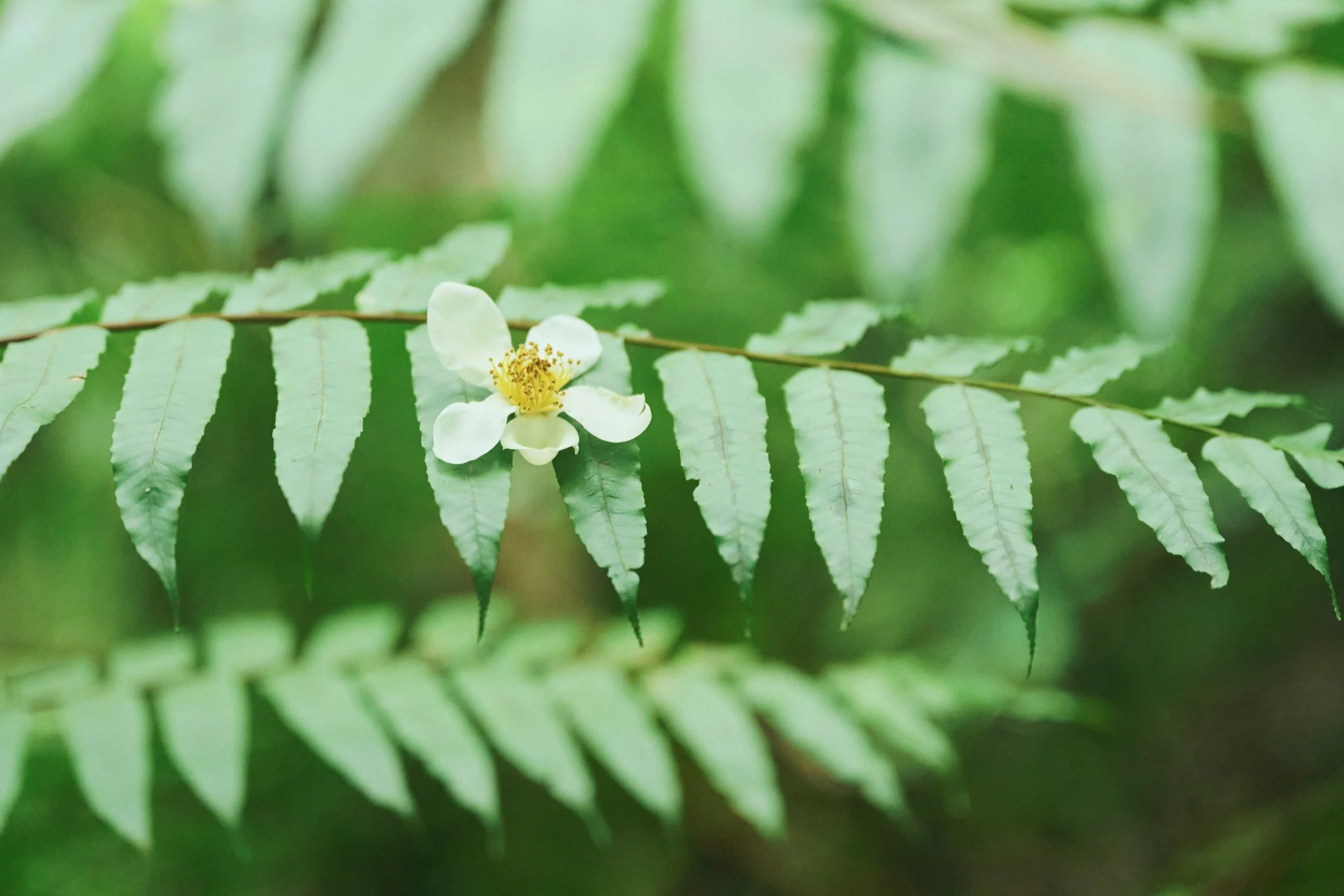 15-JP-47-ADVE-02_OKINAWA_YanbaruGuidedNatureTrek_2560px_186.jpg