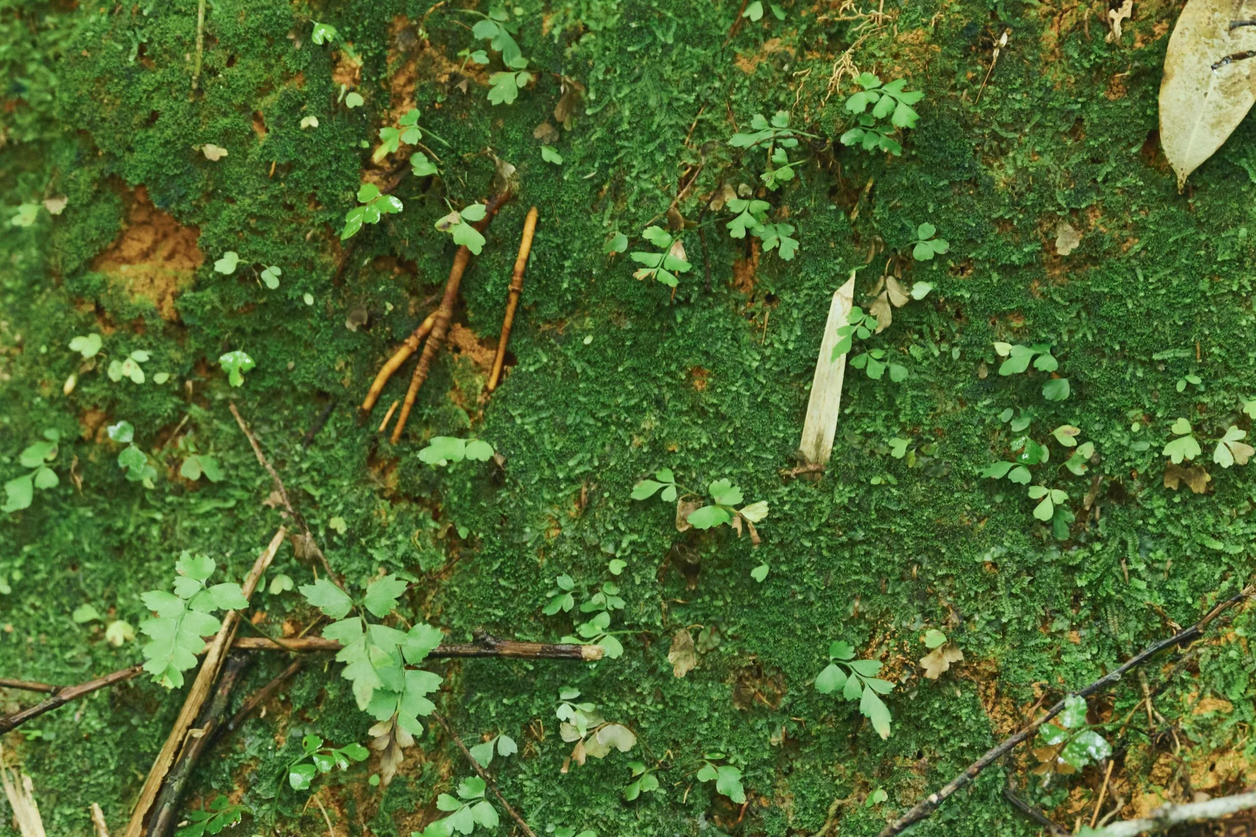 16-JP-47-ADVE-02_OKINAWA_YanbaruGuidedNatureTrek_2560px_182.jpg