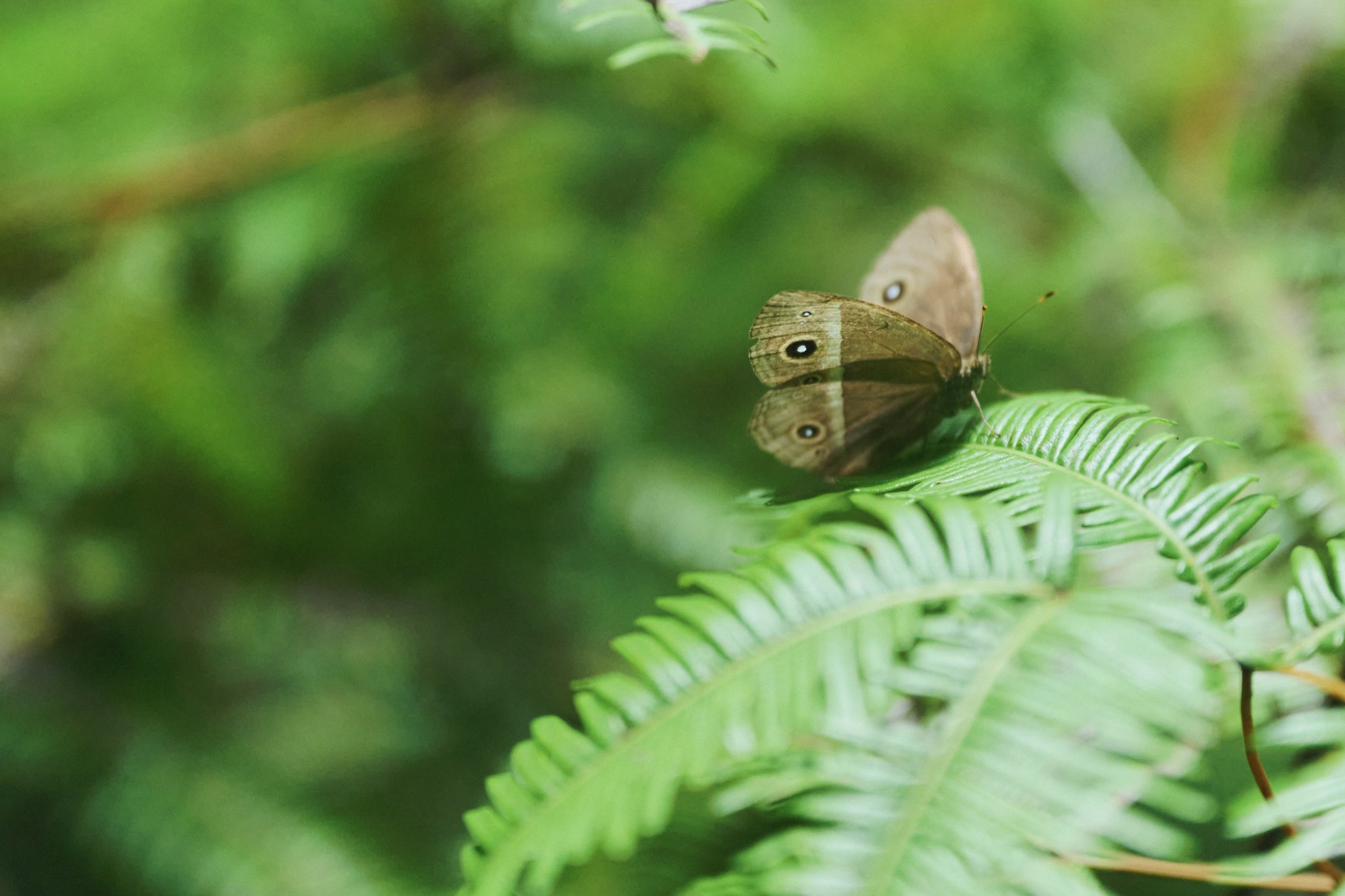 19-JP-47-ADVE-02_OKINAWA_YanbaruGuidedNatureTrek_2560px_160.jpg