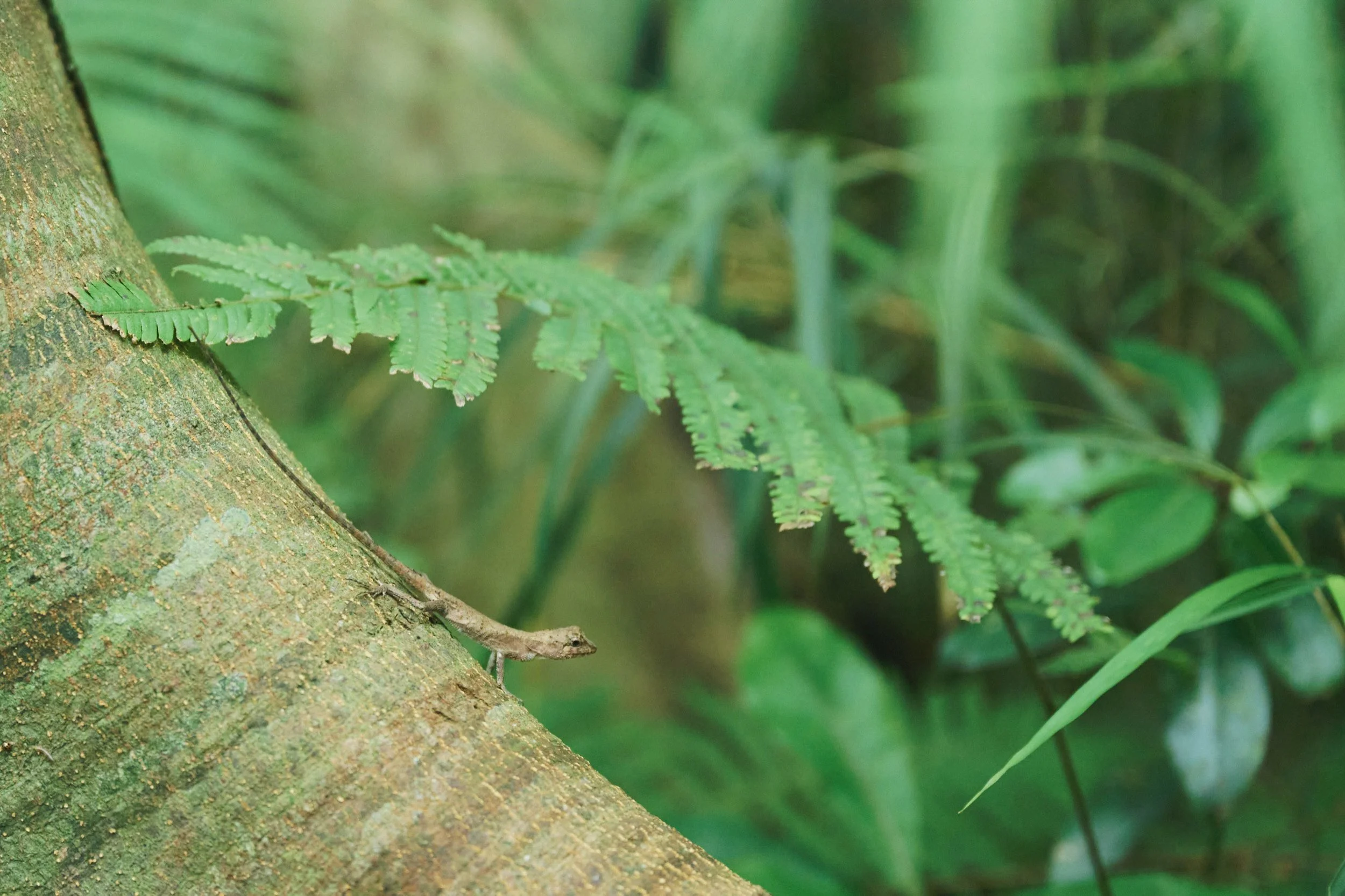 24-JP-47-ADVE-02_OKINAWA_YanbaruGuidedNatureTrek_2560px_109.jpg