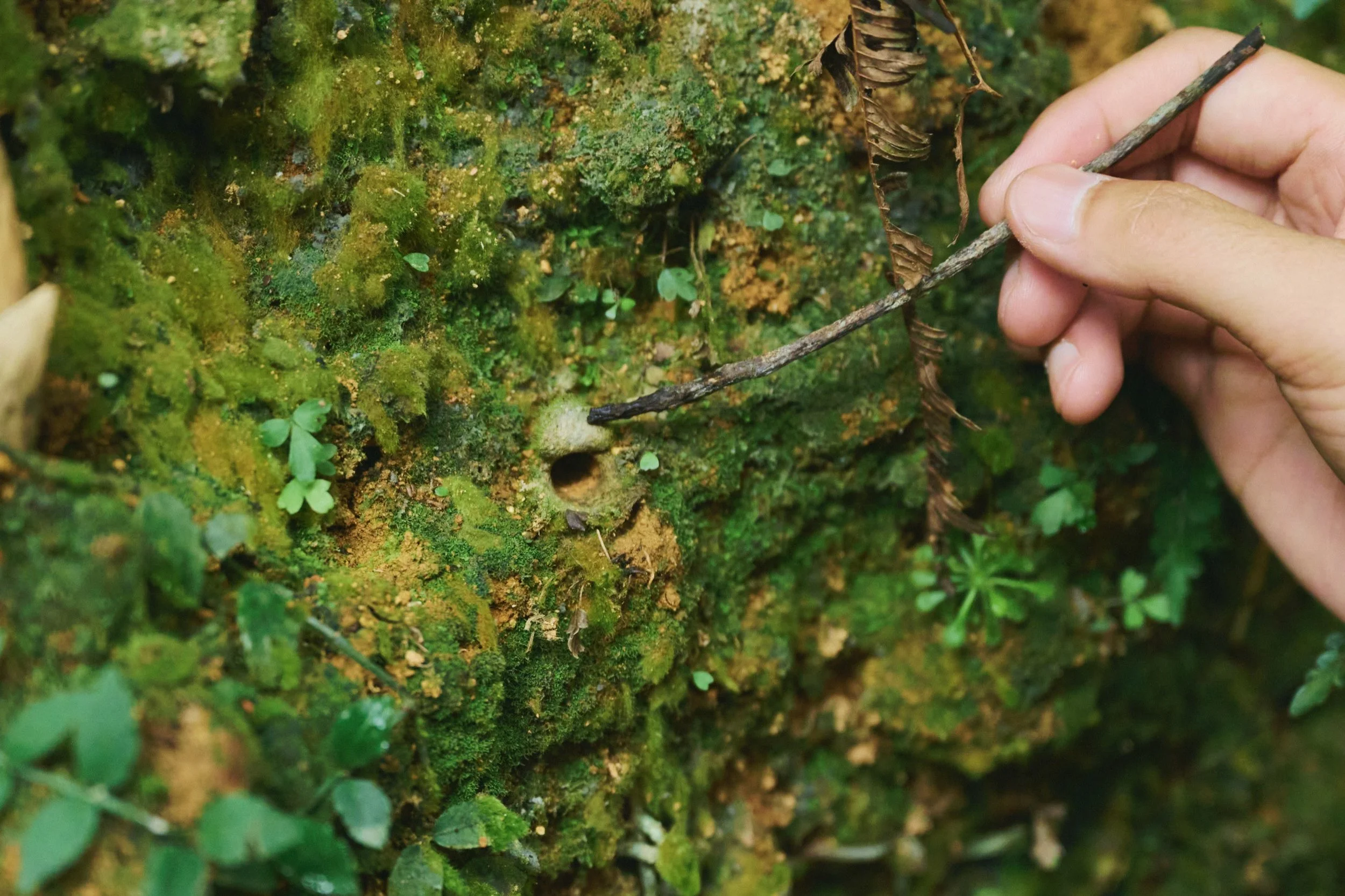 31-JP-47-ADVE-02_OKINAWA_YanbaruGuidedNatureTrek_2560px_028.jpg