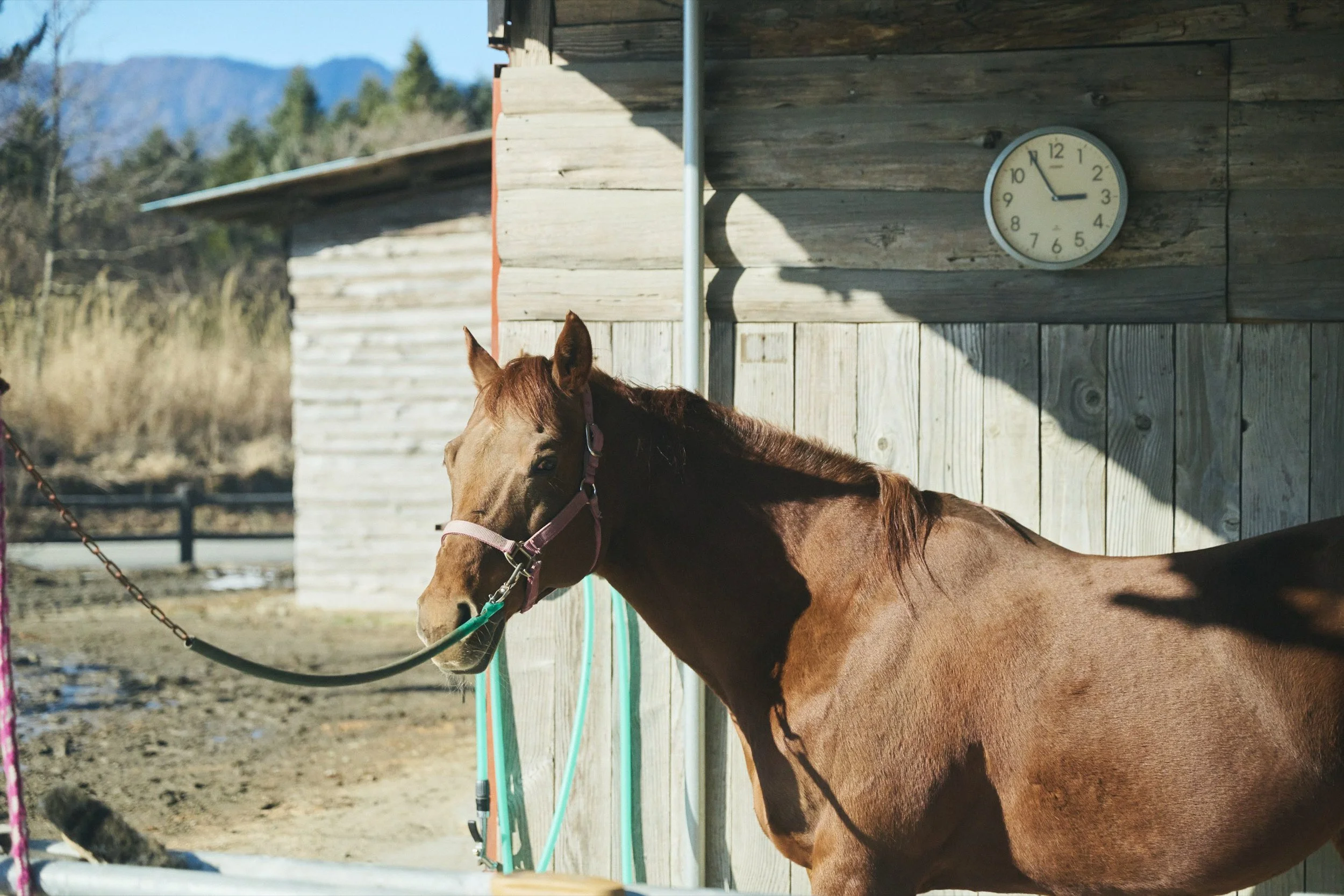 29-JP-19-ADVE-01_HorsebackRiding_Paddyfield_2560px_251.jpg