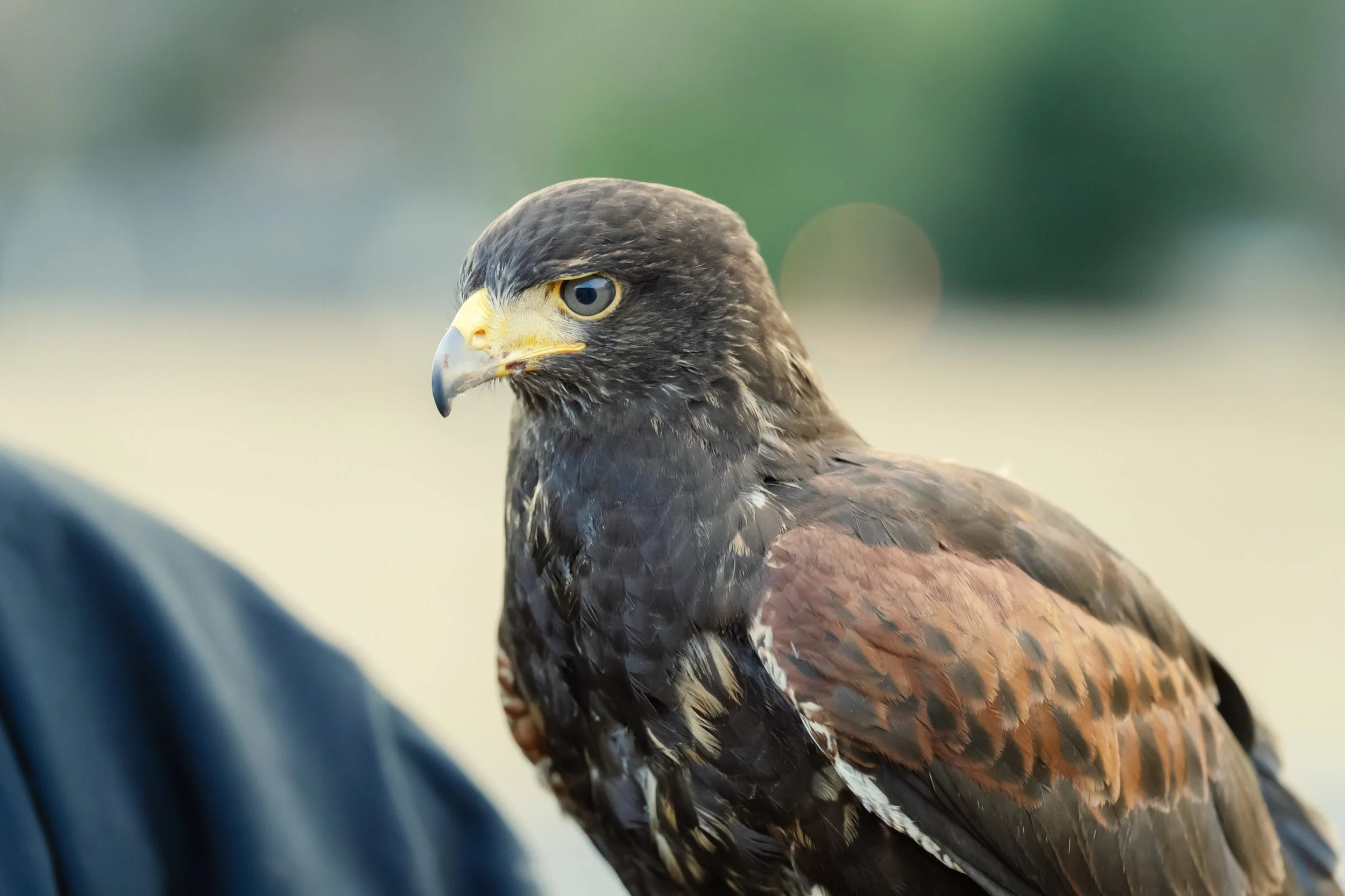 9-KANAZAWA_Falconry_Takamaru_2560px_083.jpg