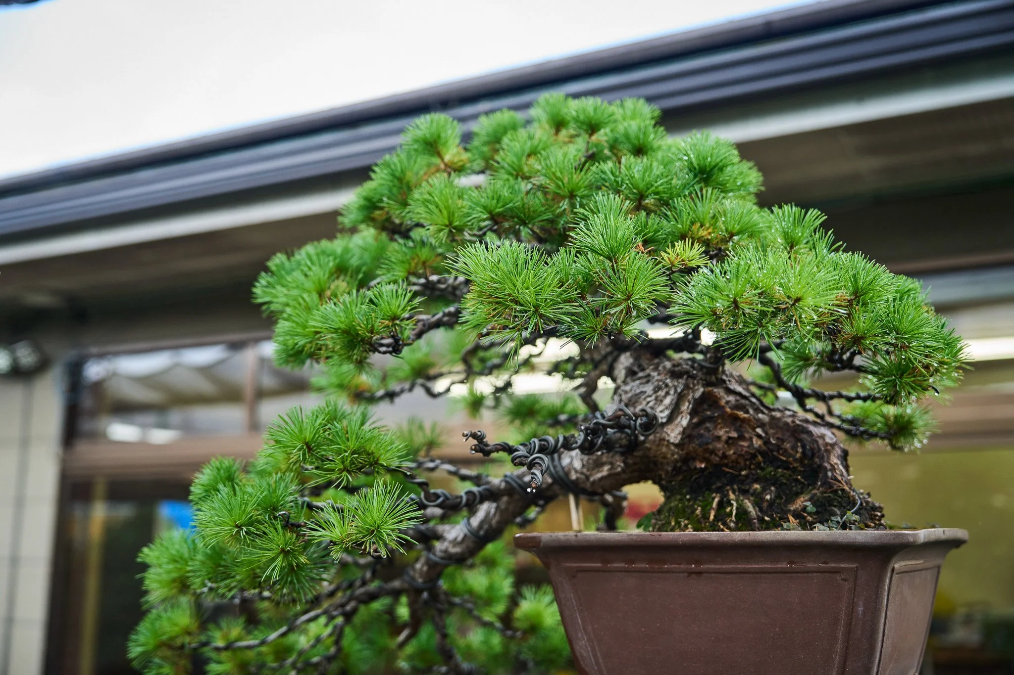 OSAKA_Bonsai_Yõshõen_2560px_112.jpg