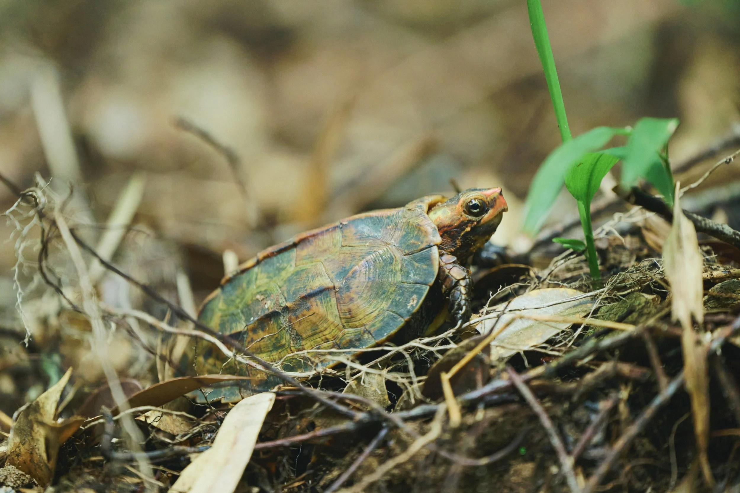17-JP-47-ADVE-02_OKINAWA_YanbaruGuidedNatureTrek_2560px_177.jpg