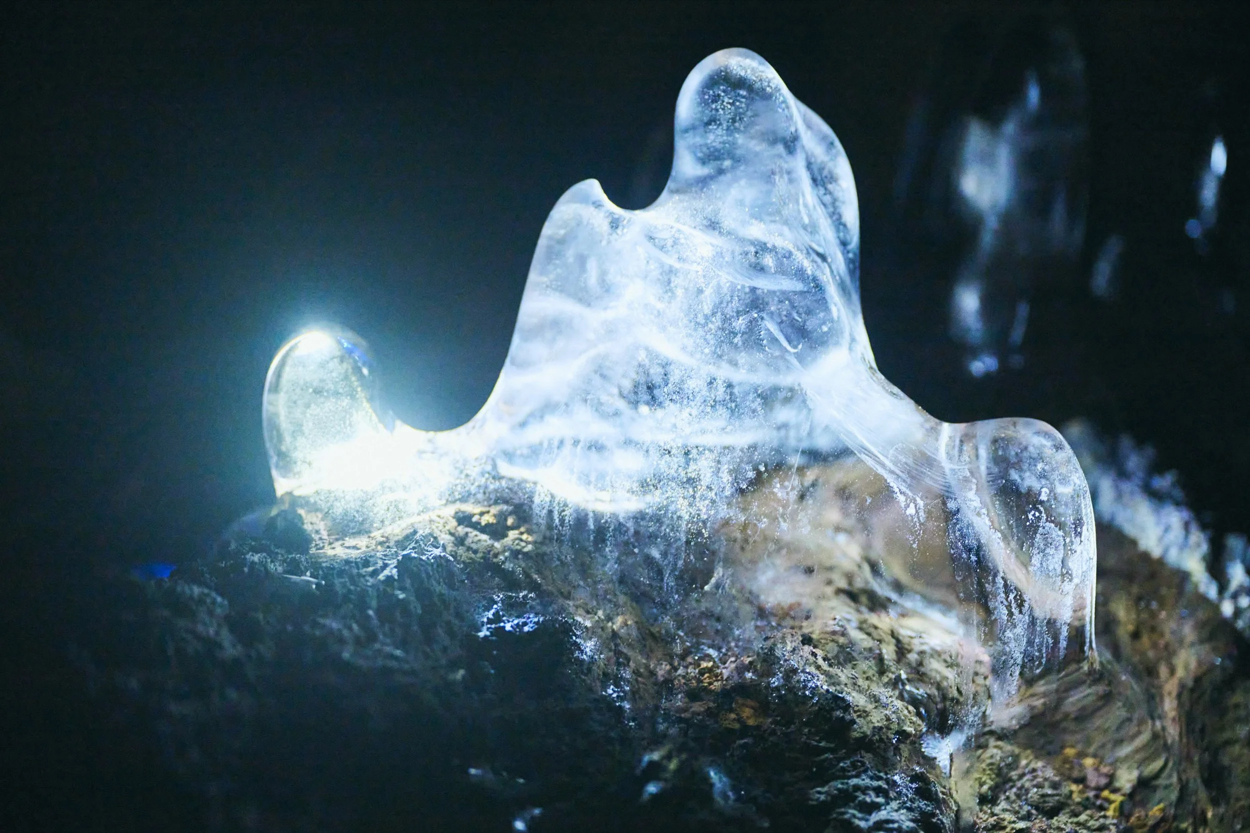 Exploring Fuji's Forests & Volcanic Caves
