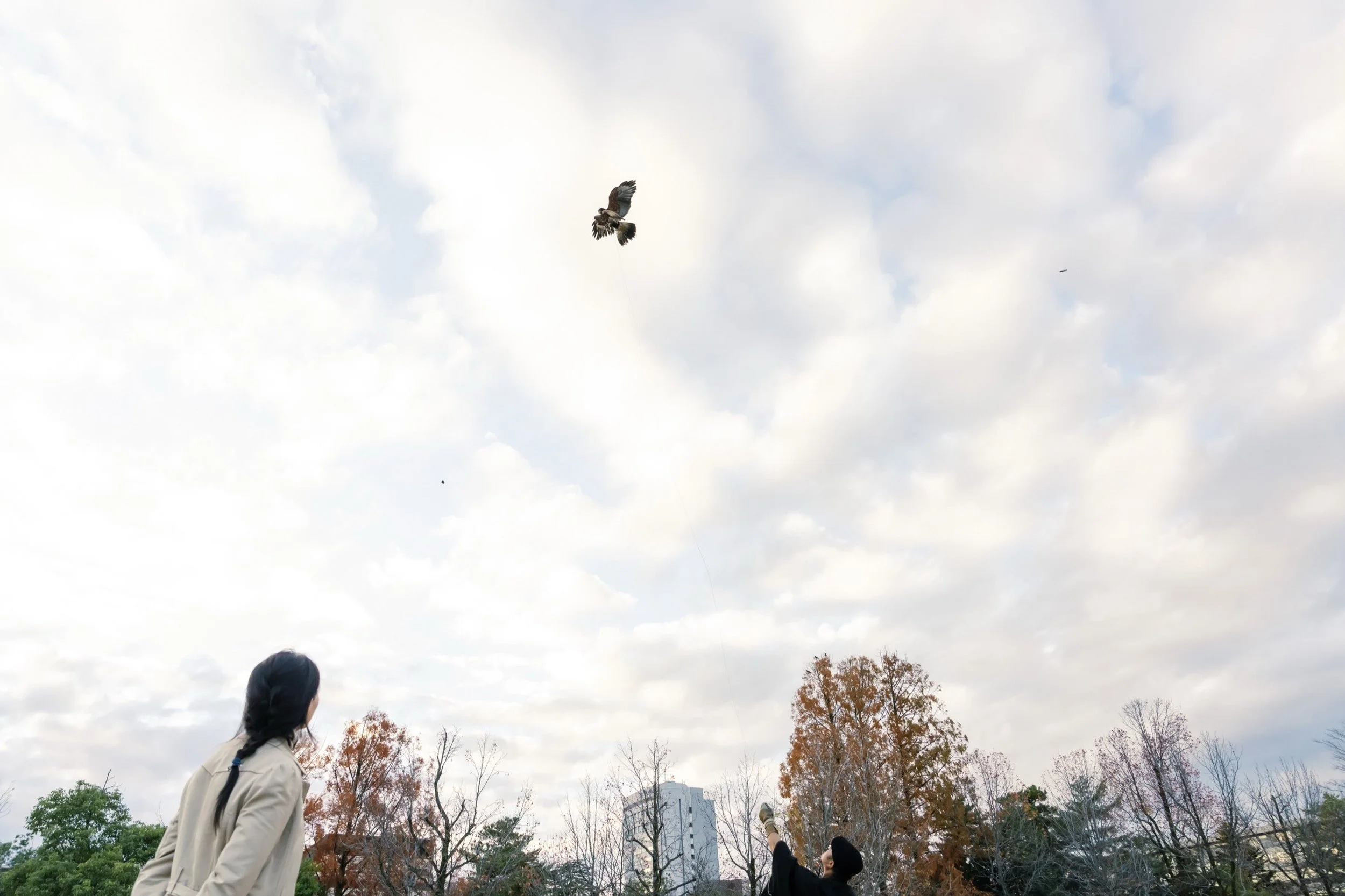 18-KANAZAWA_Falconry_Takamaru_2560px_189.jpg