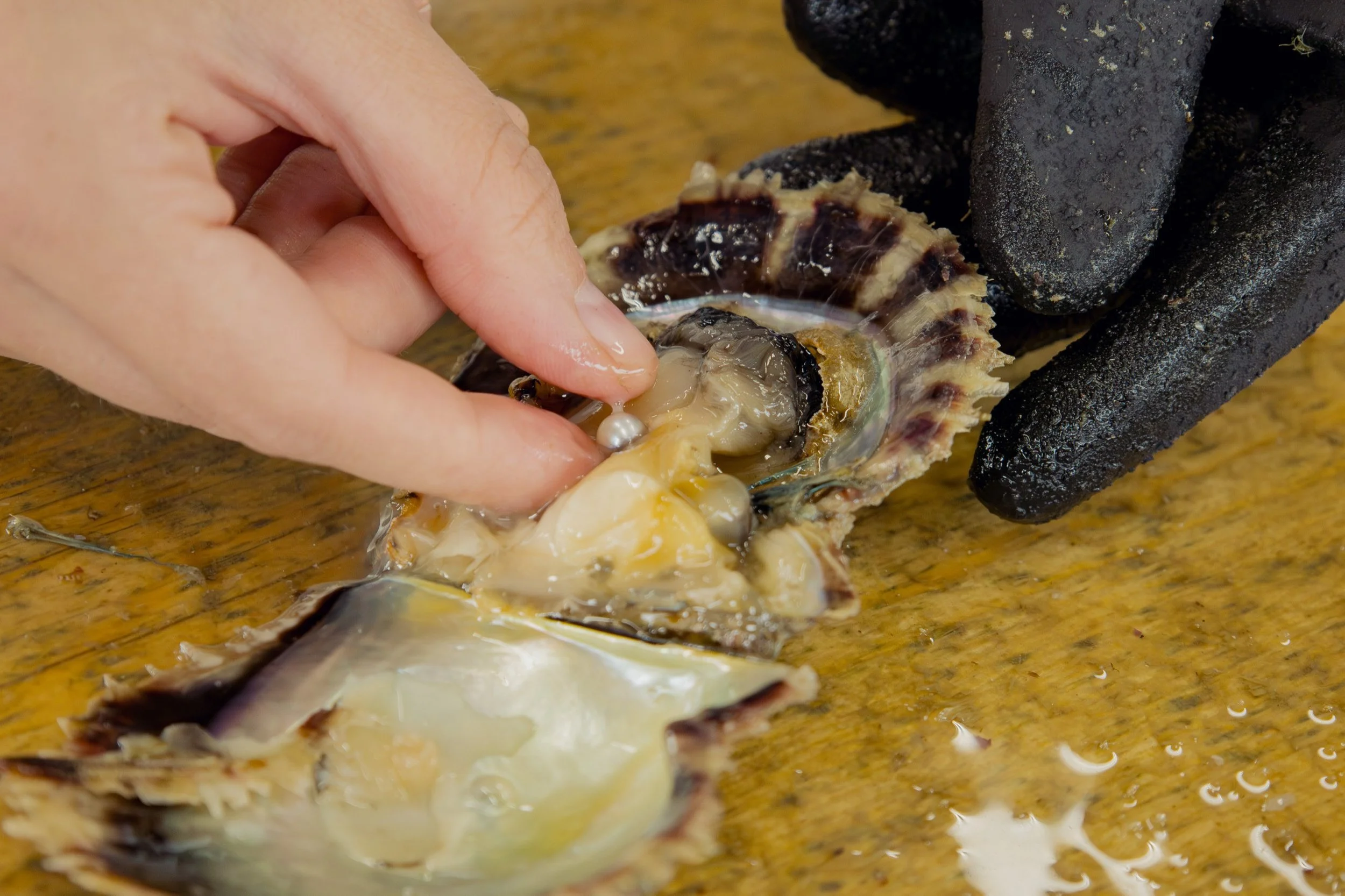 The Art of Akoya Pearls