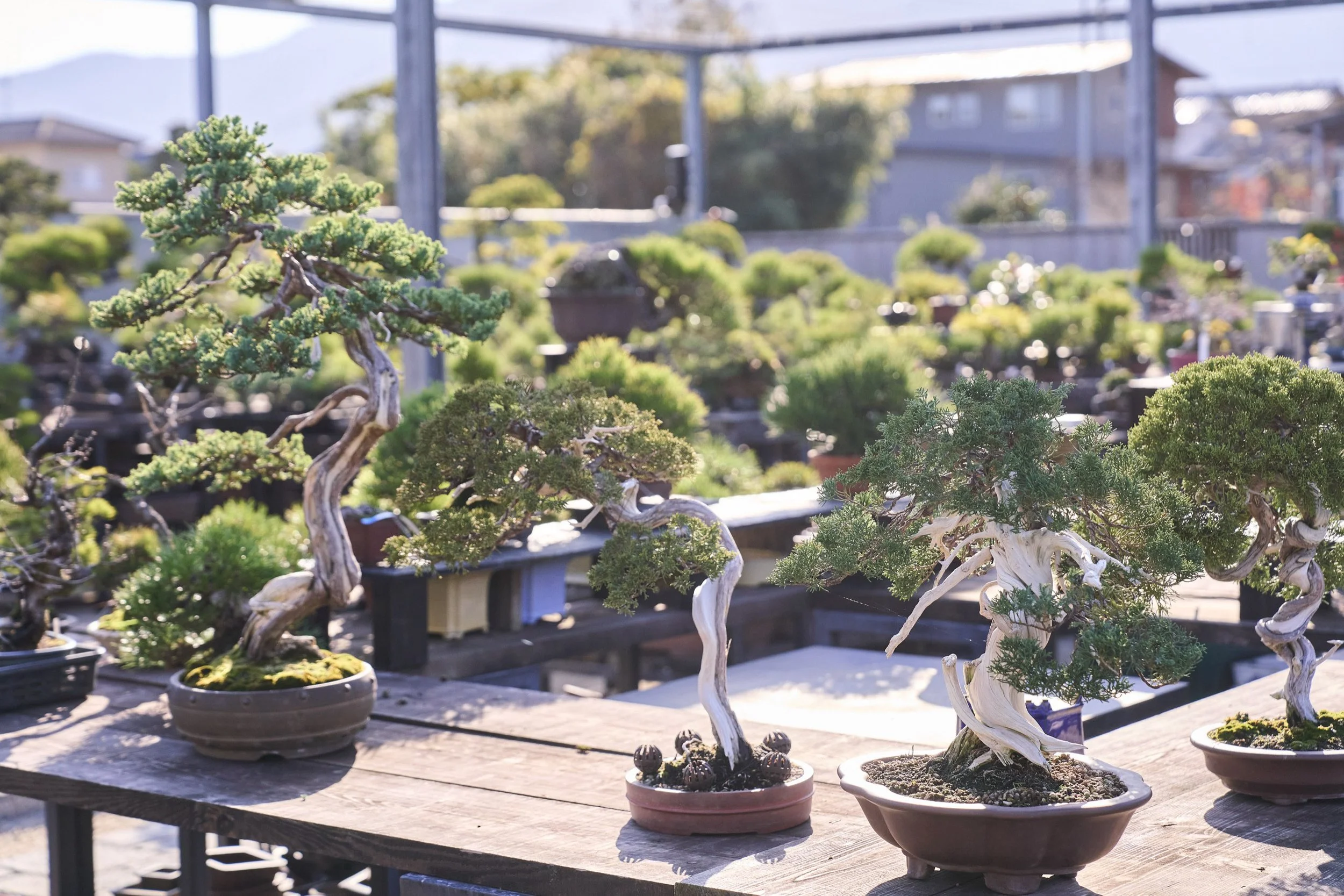 10-FUKUOKA_Bonsai_BonsaiSeihōan_2560px_075.jpg