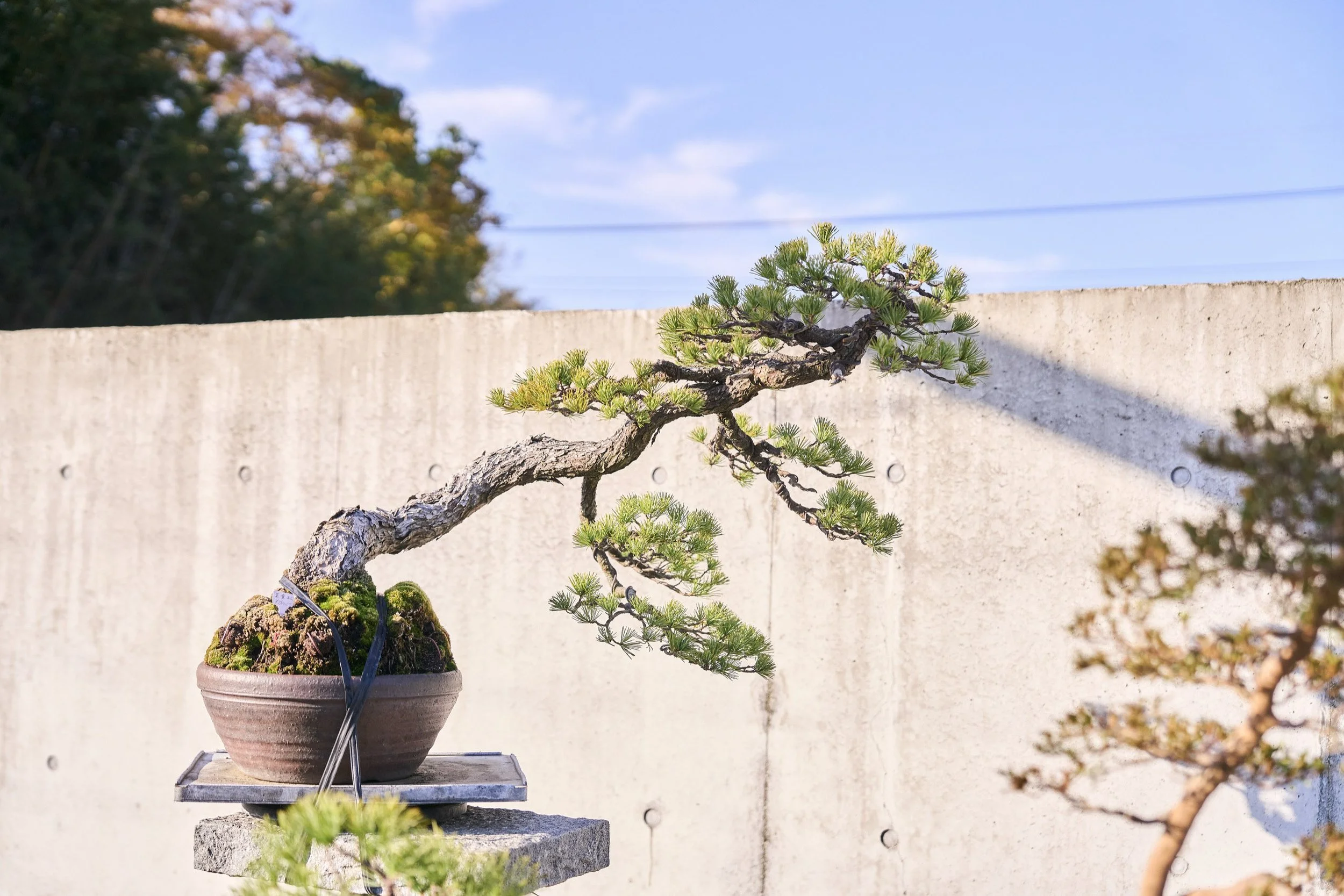 2-FUKUOKA_Bonsai_BonsaiSeihōan_2560px_008.jpg