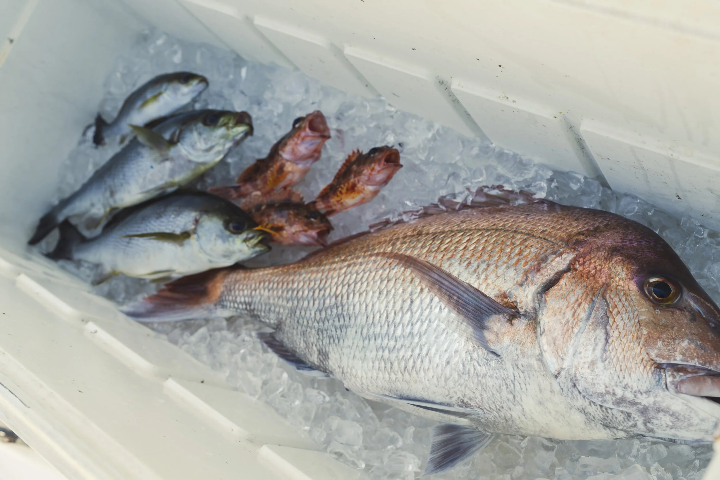 23-Fukuoka_Fishing_224.jpg