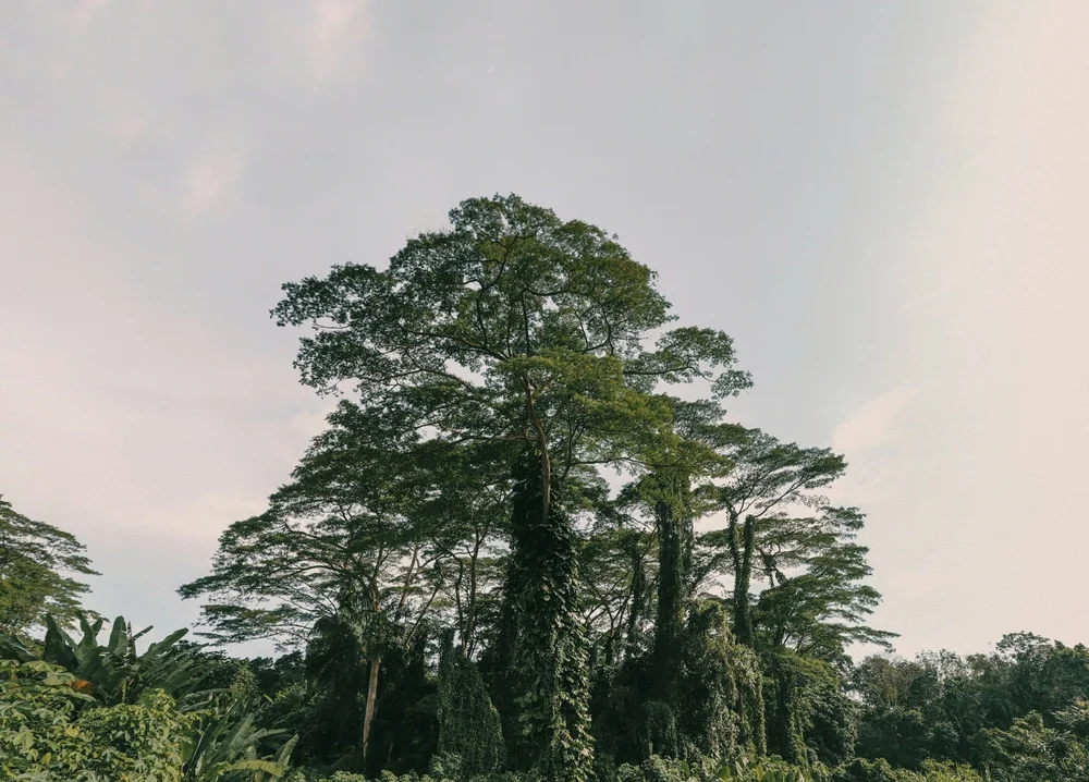 Forest Therapy Singapore - ANFT Guides Collective