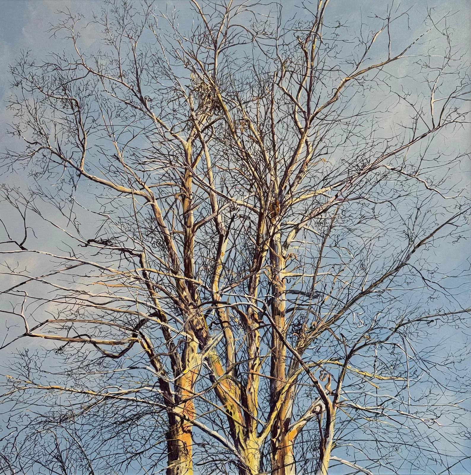 Zoom - Trees / 24th March