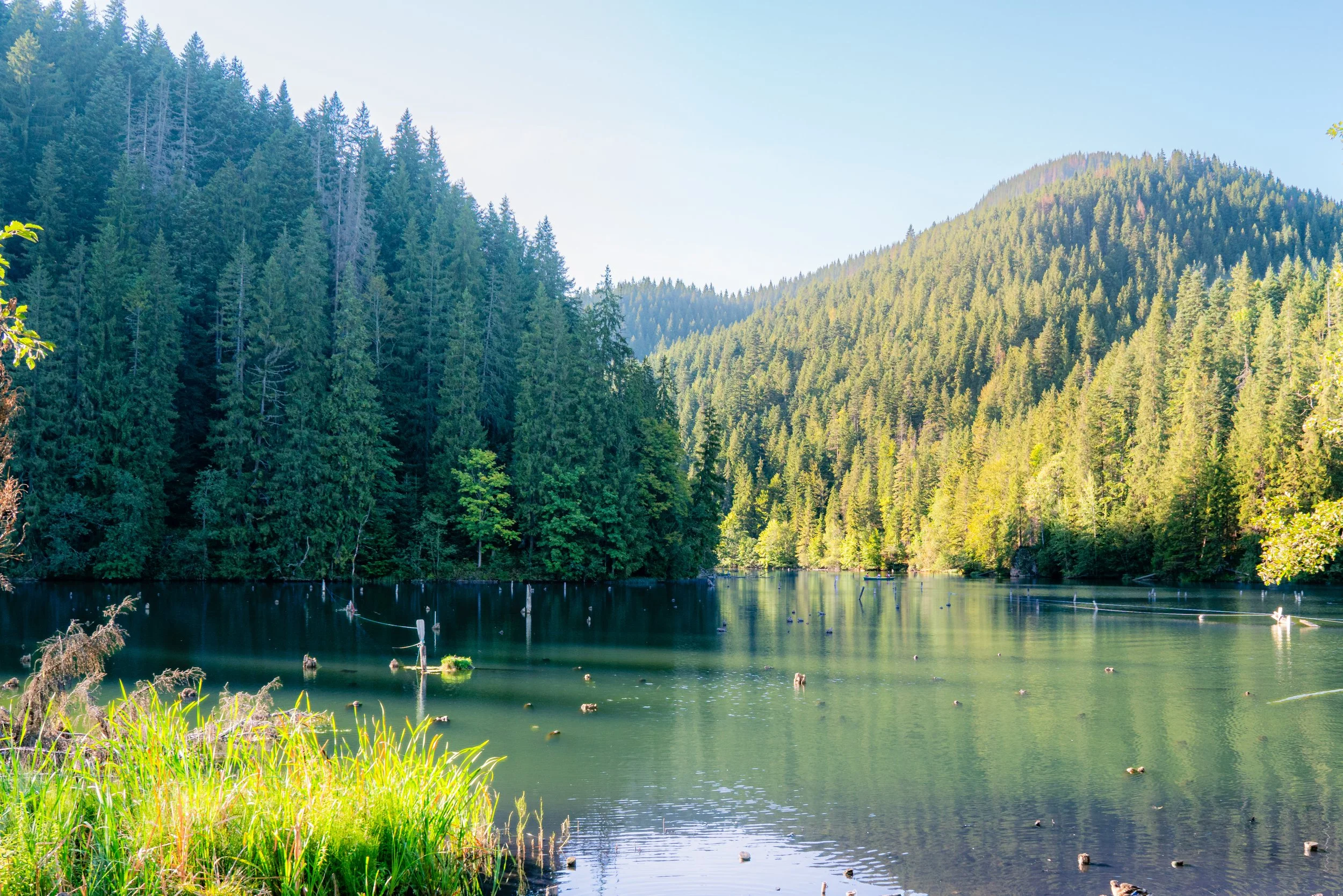 A scenic view of a serene lake with a forest of tall evergreen trees on the surrounding hills under a clear sky.