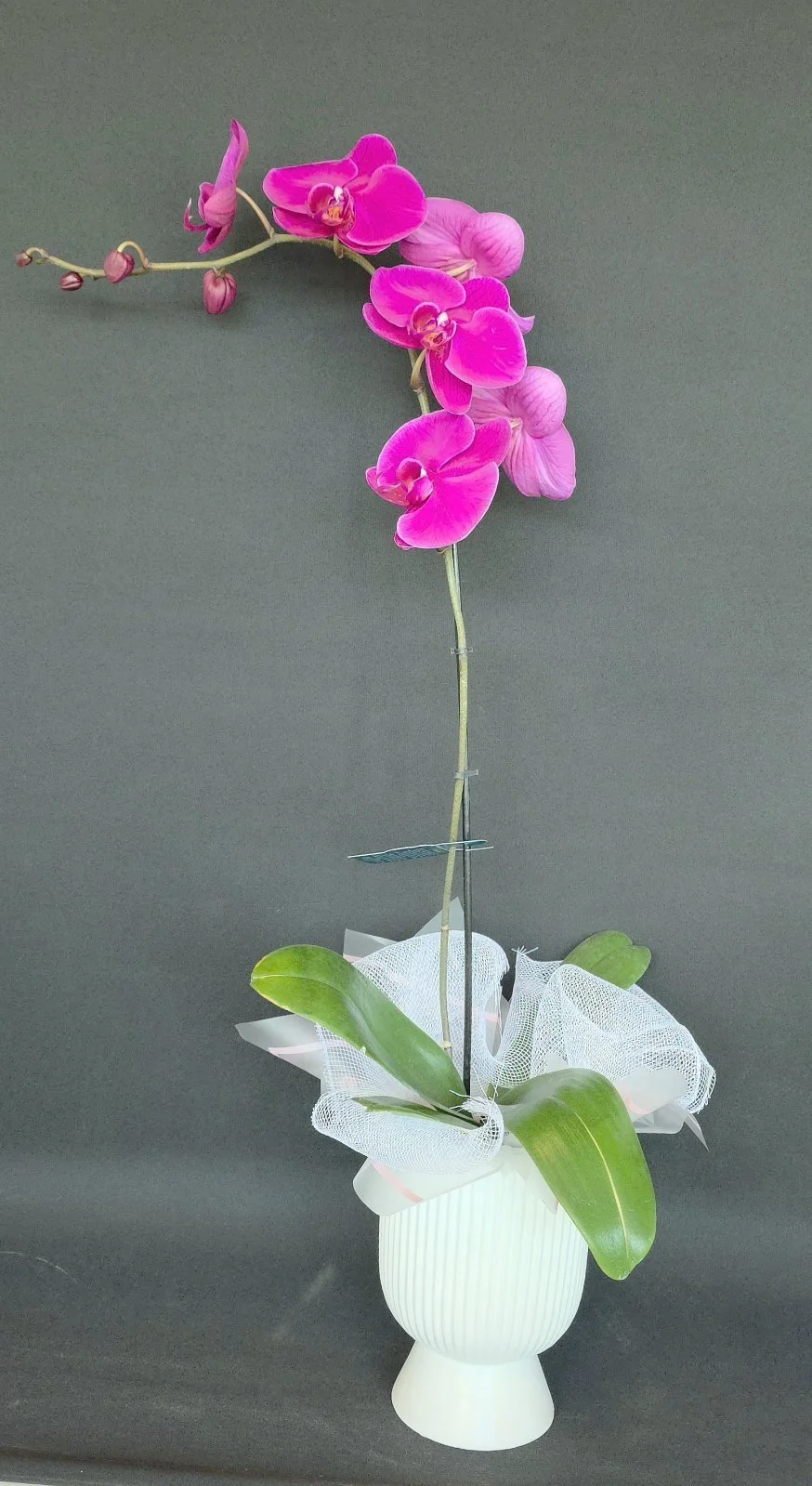 Orchid Plant Pink