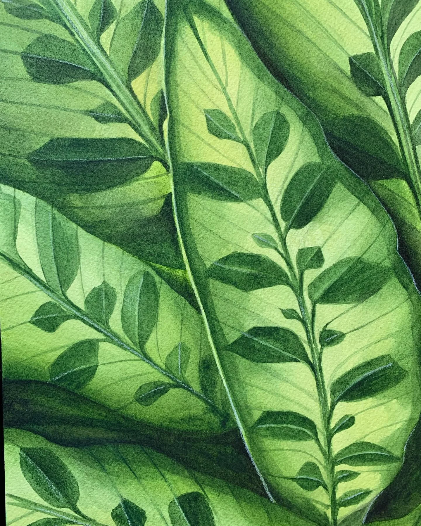 My Rattlesnake Calathea houseplant in watercolour.