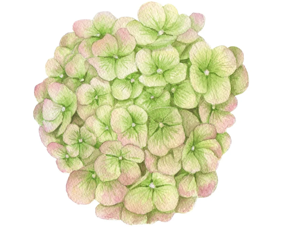 Watercolor painting of a cluster of light green and pink hydrangea flowers.