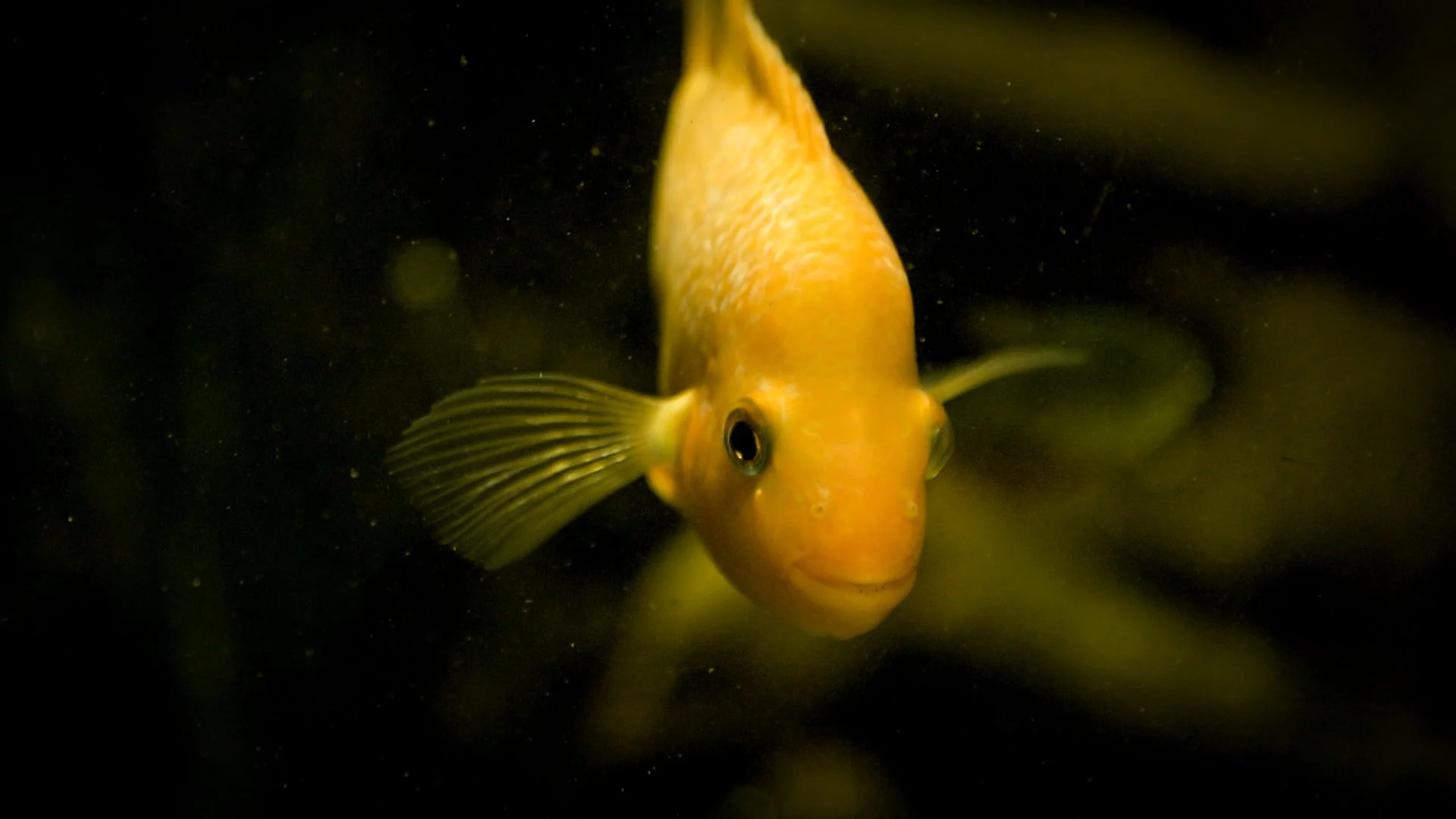 DUNCAN COWLES RELATIVE FILMS