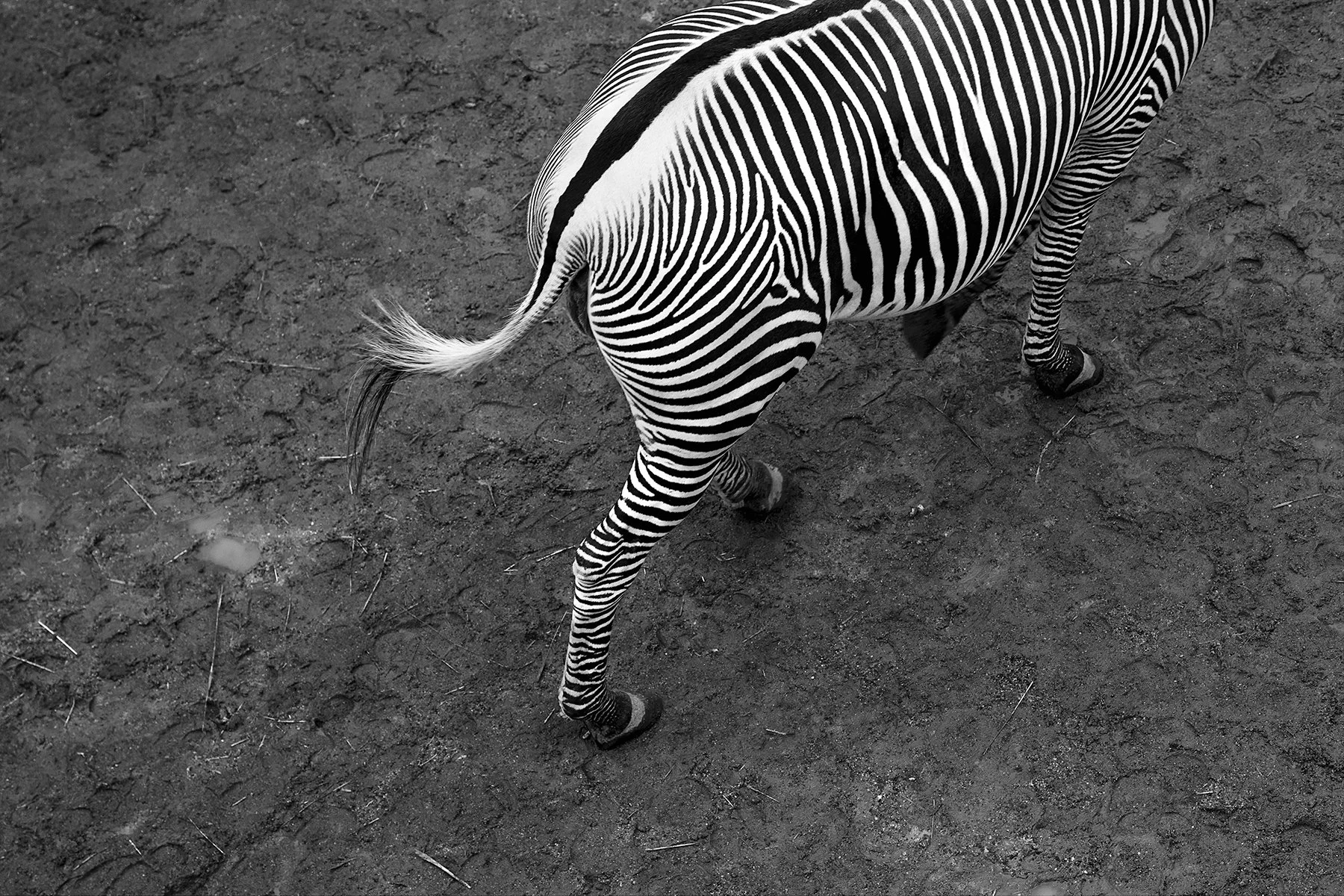 Rebecca Milling Exit Zebra