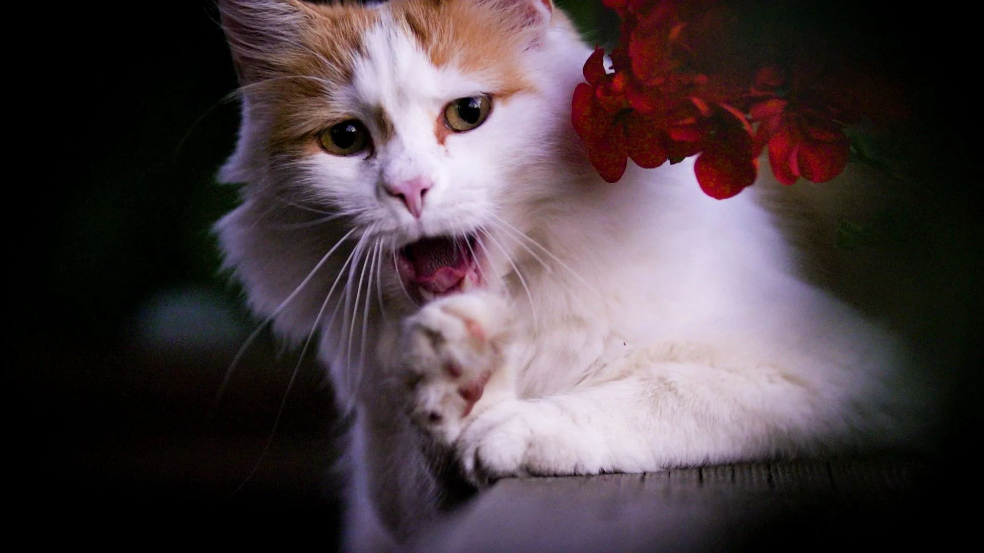 RELATIVE FILMS DUNCAN COWLES