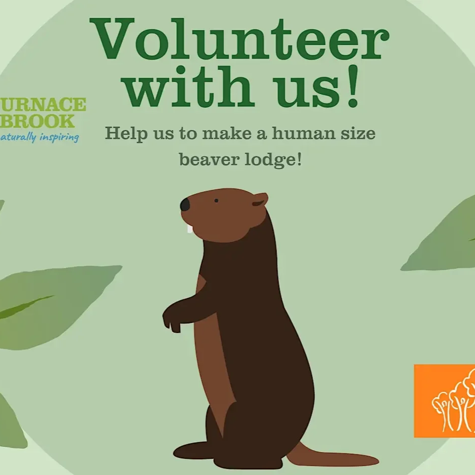 Build a Human Sized Beaver Lodge at Furnace Brook!