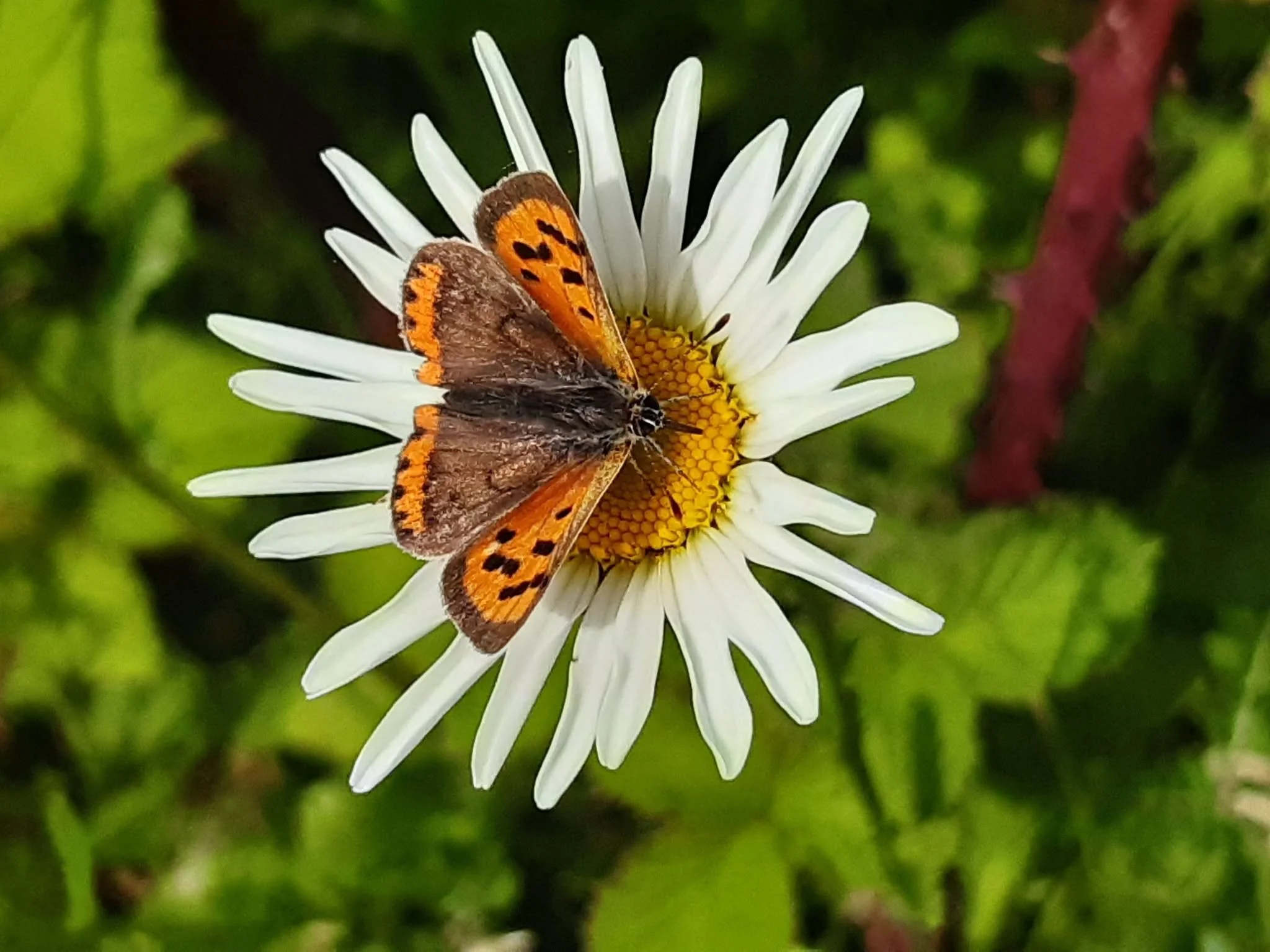Butterfly Walk
