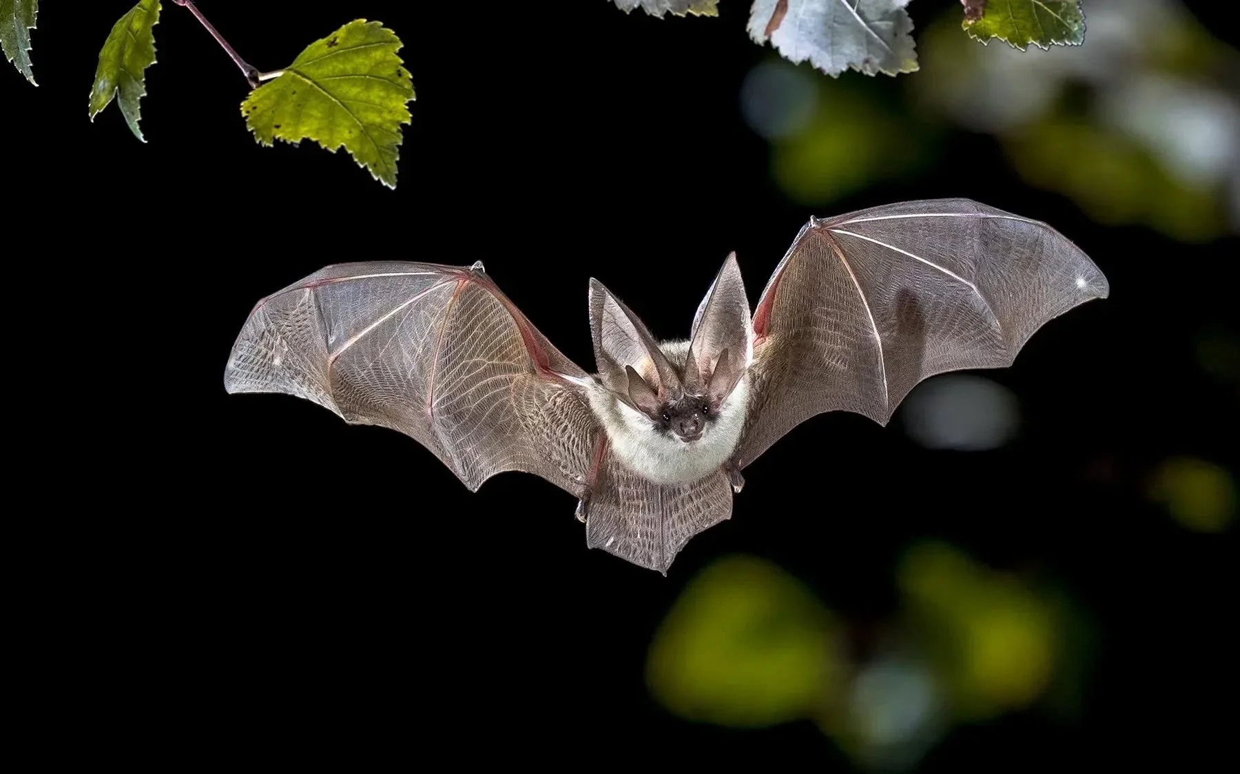 Bat Walk