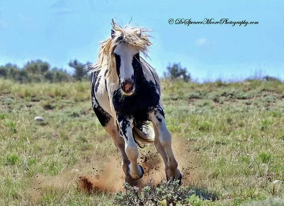 Wild Mustangs in the McCullough Peaks.