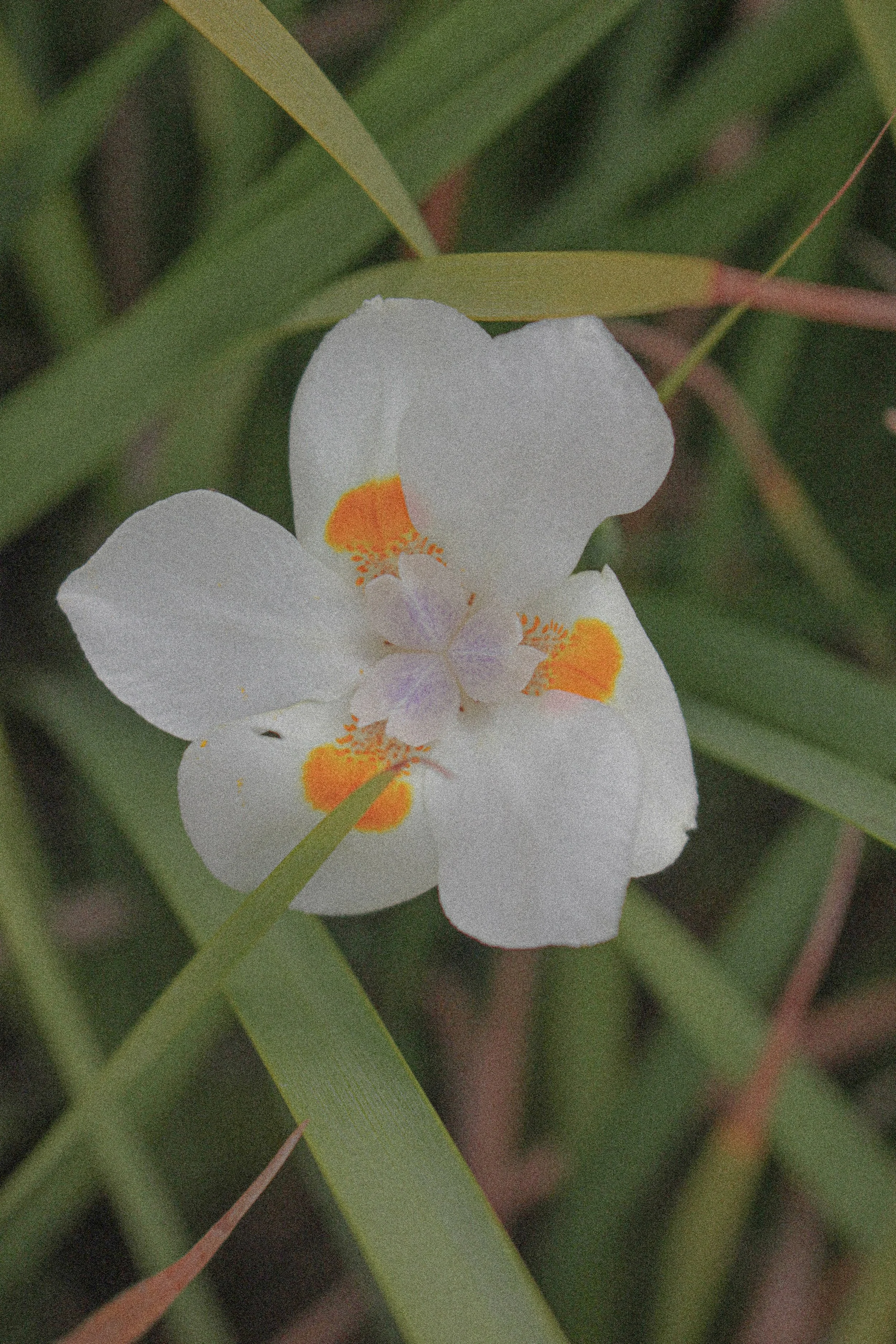 mcgoverncentennialgardens