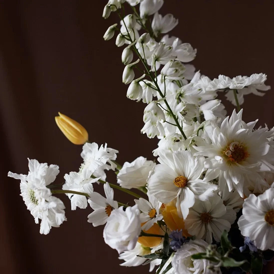 Recipe ingredients for a Lemon Meringue Bridal Bouquet ✨

🍋 Cosmos 
🍋 Dahlia
🍋 Tweedia
🍋 Scabiosa
🍋 Lisianthus
🍋 Delphinium
🍋 Tulips 

Bake until golden.

Captured by @osipov_studio

#bridalbouquet #lemon #weddingflorist #bridalflowers