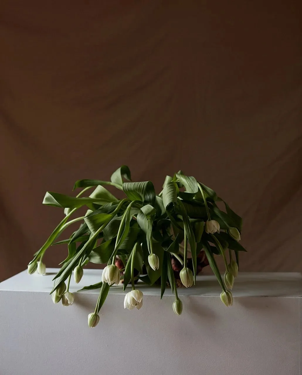 A tulip moment. 

Captured by @osipov_studio

#hakeastudio #tulip #sustainablefloristry