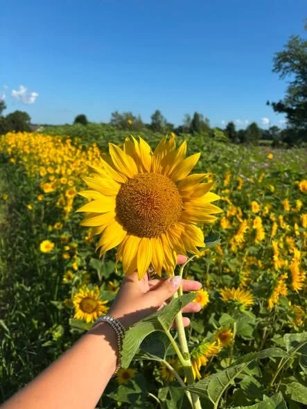 A hand holding a large sunflower in a field of sunflowers under a blue sky.