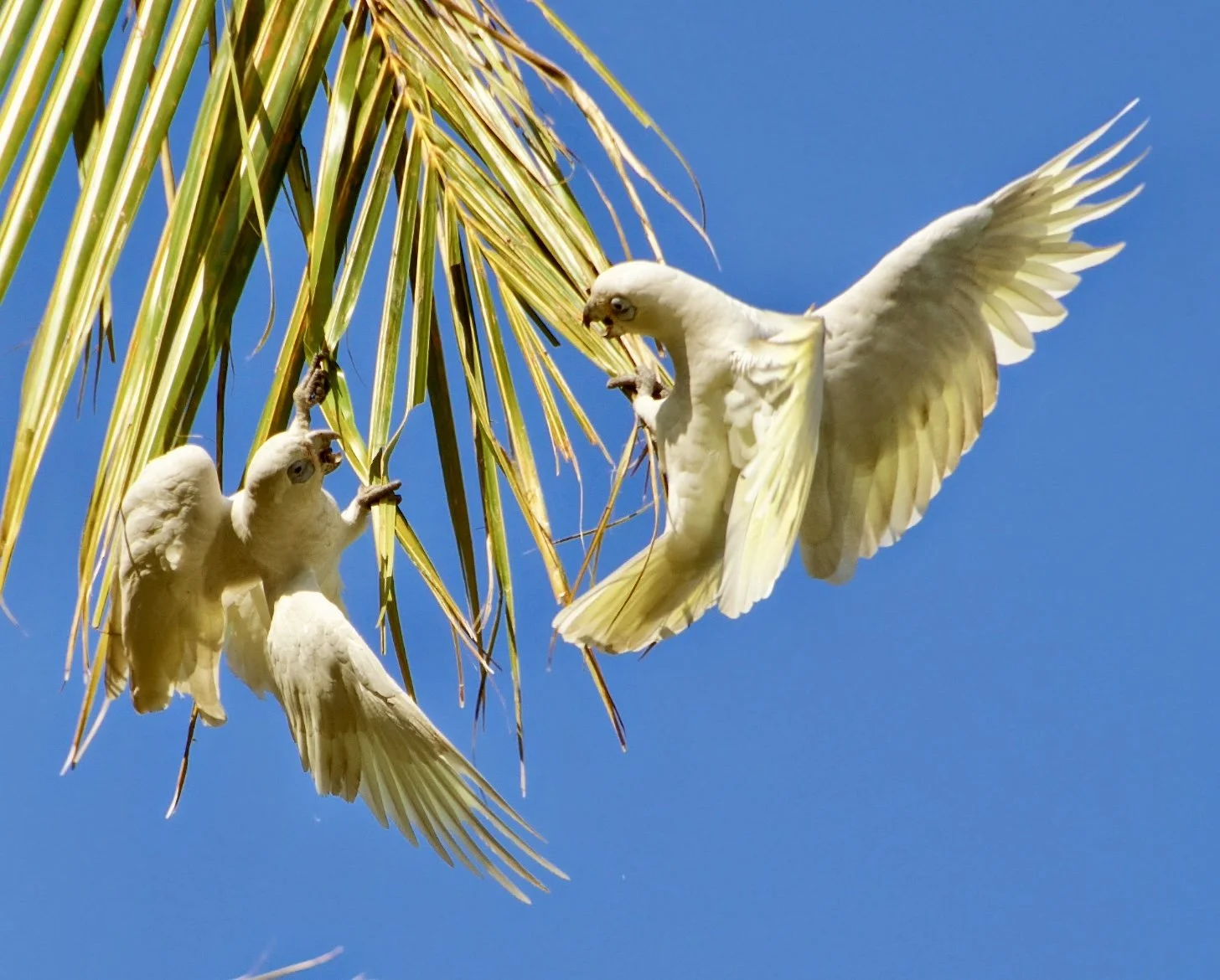 two birds with beaks open who look like they are talking to each other