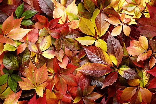 Pause & Gather: A Fall Half-Day Retreat