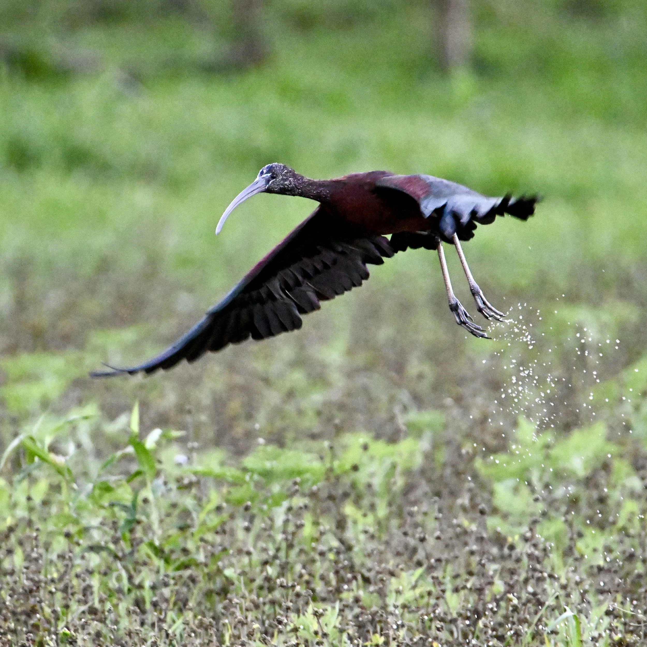 bird with long wings and long beak flying