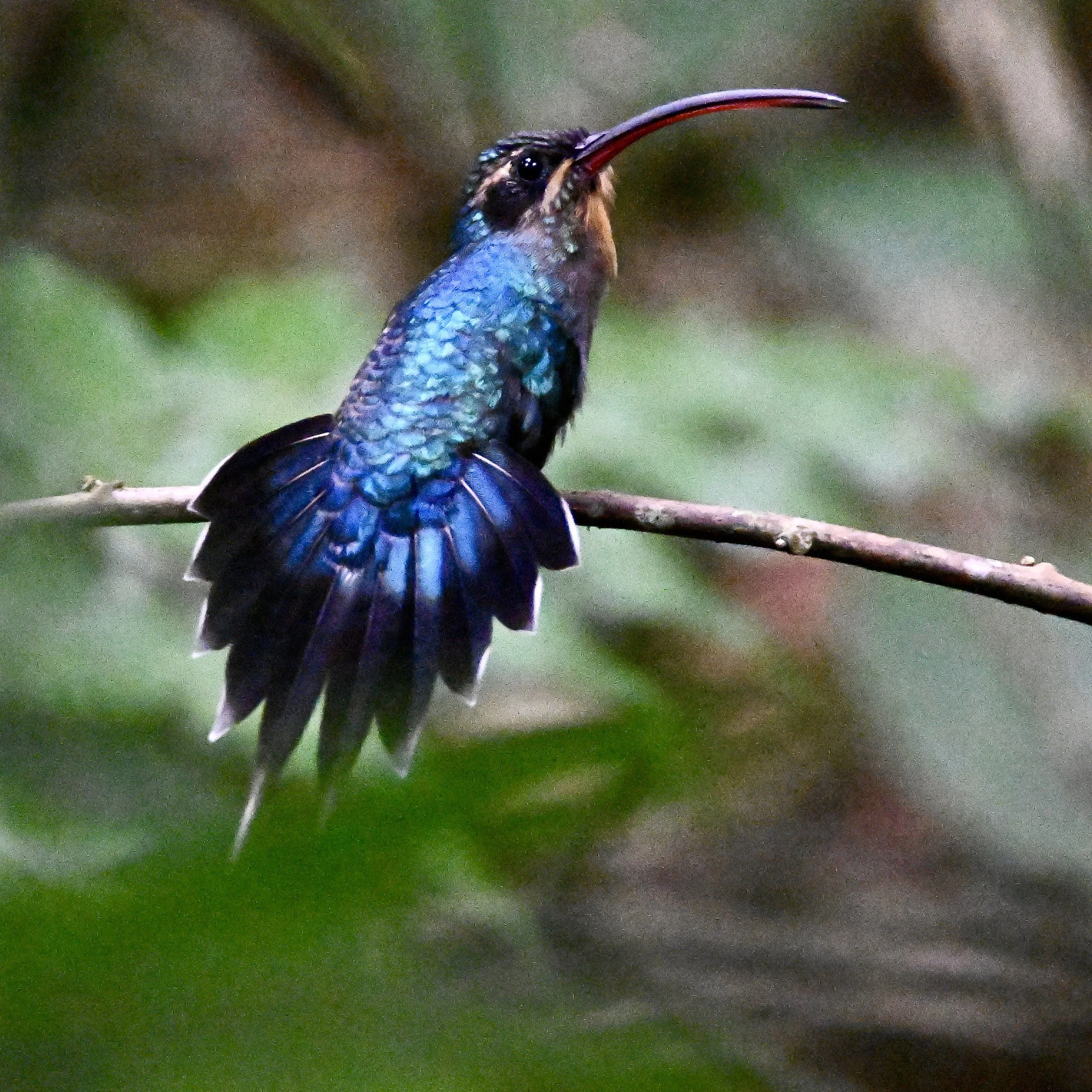 bird with long beak and iridescent blue feathers sitting on a branch
