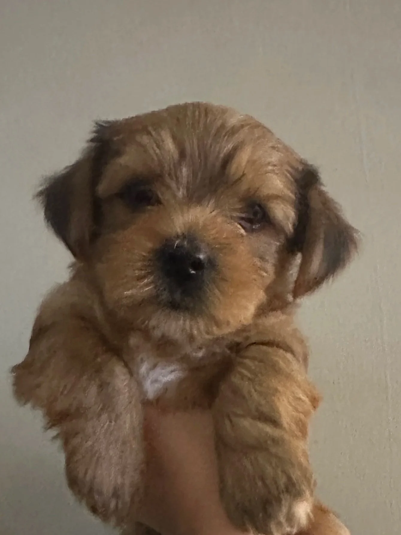 A cute fluffy puppy with brown fur and black spots, being held up close to the camera