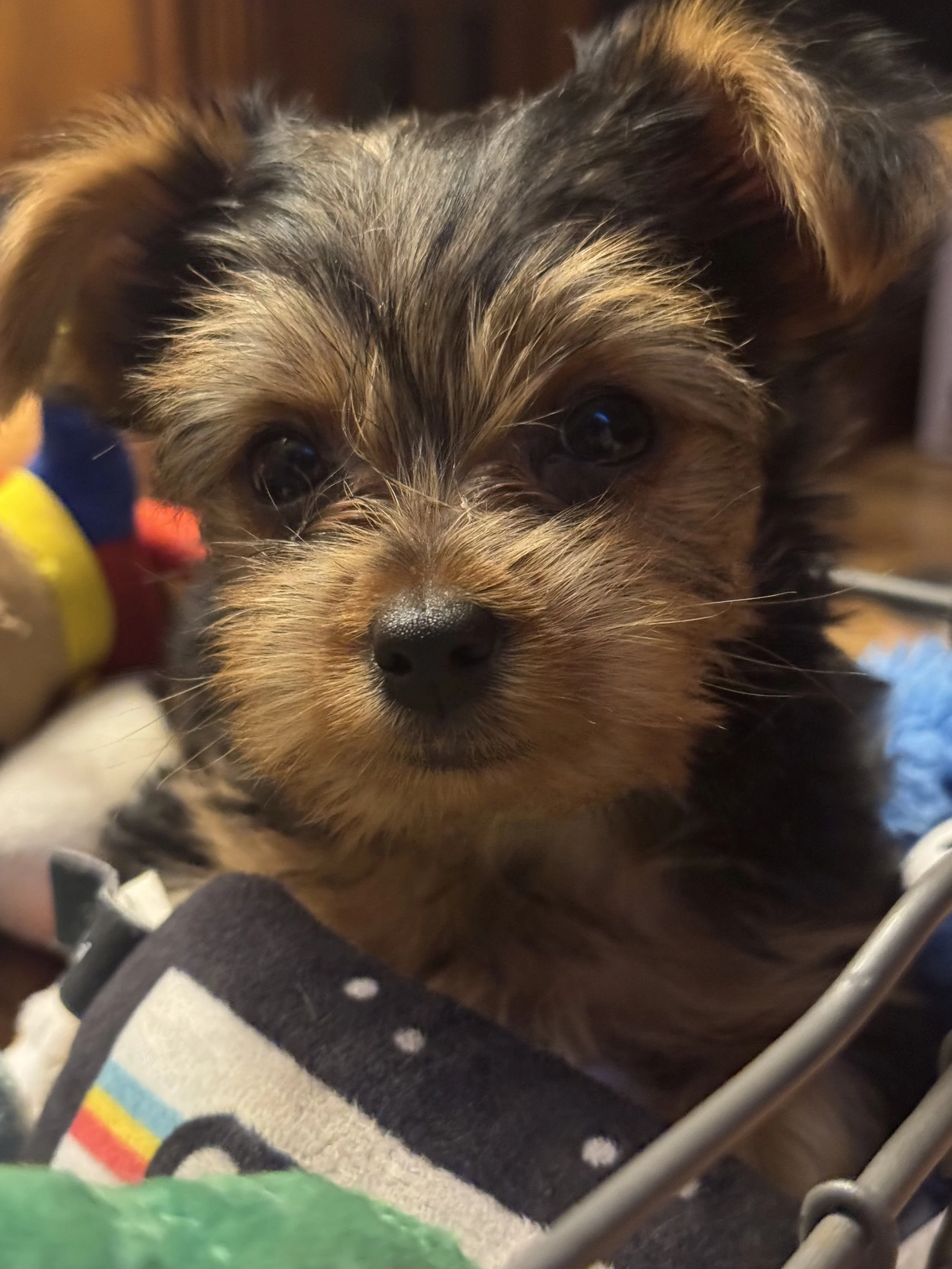 Close-up of a small, fluffy puppy with brown and black fur looking directly at the camera.