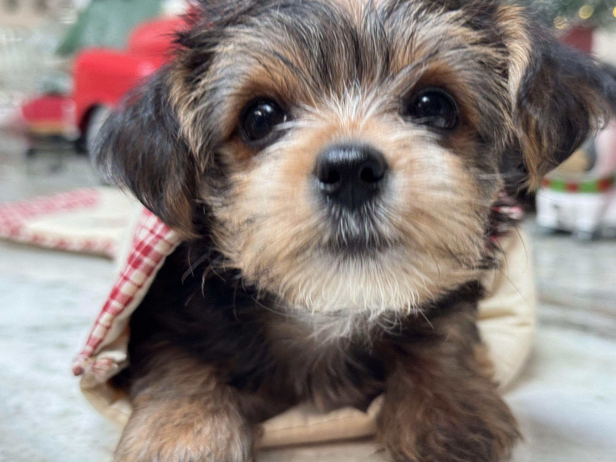 Close-up of a small, fluffy puppy with mixed brown, black, and white fur, lying on a surface with a somewhat blurred background.