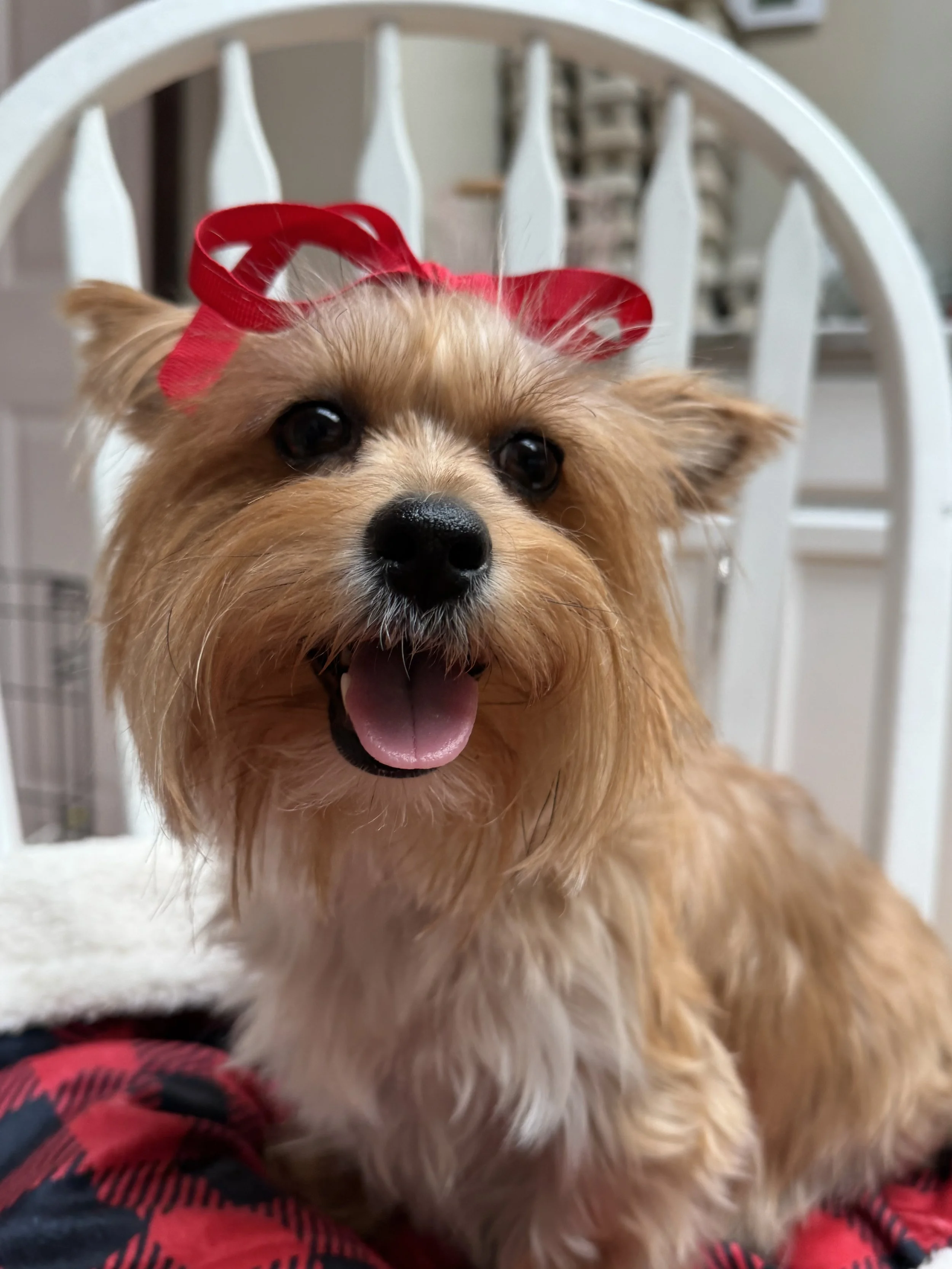 A small, happy dog with a red bow on its head, sitting on a chair indoors.