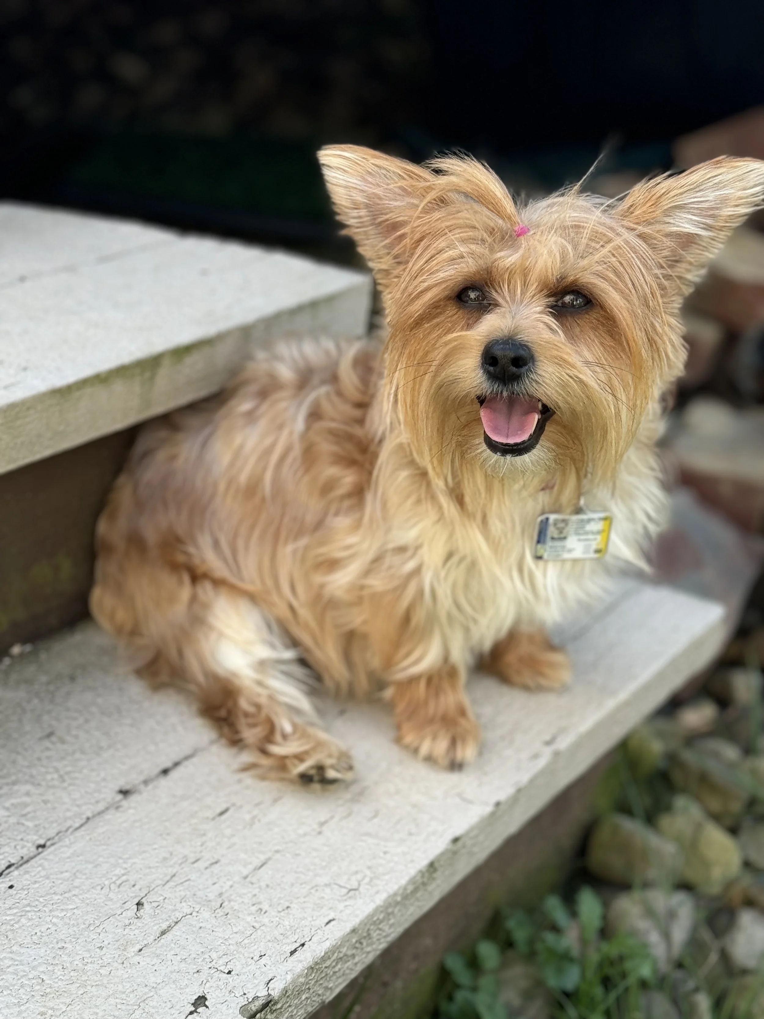 A small, tan, fluffy dog sitting on a concrete step with a happy expression, tongue slightly out, and a pink small hair tie on top of its head.