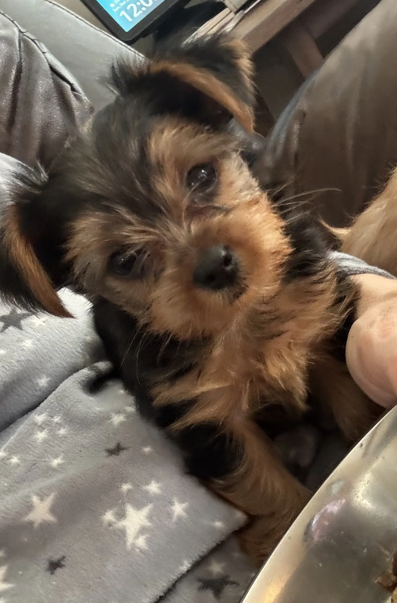 Close-up of a small, brown and black puppy with floppy ears, lying on a soft blanket with star patterns, looking at the camera.